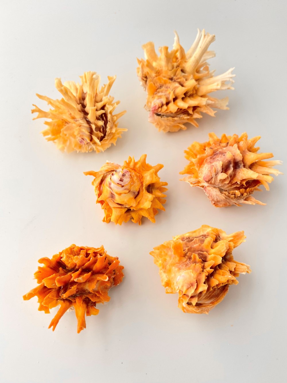 ヒレインコ(オレンジ)【約4～6ｃｍ/1個】 En: Chama lazarus orange(size:4-6cm, per 1pc) 貝殻