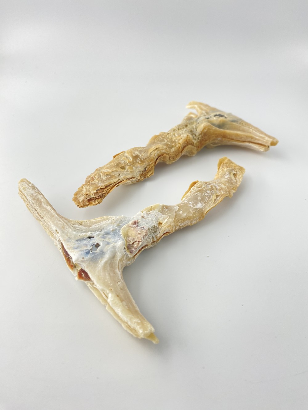 ハンマーシェル (シュモクガキ）両面【縦サイズ約13～16ｃｍ/1個】En: hammer sehll(size:approx.13～16cm, per 1pcs)