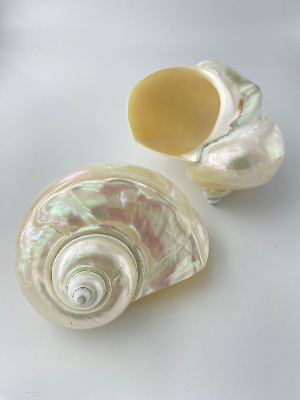 夜光貝磨き【約15ｃｍ前後/1個】  En: Green Turbo Snail (Size:15ｃｍ, per 1pc) ] 貝殻