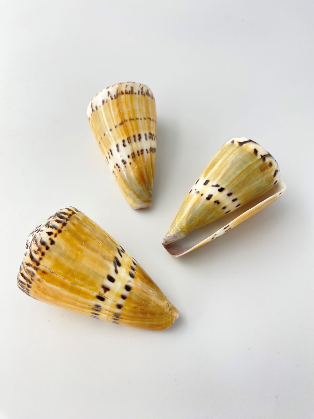イタチイモ（磨き）【7cm前後/1個】 En:  Conus mustelinus (size: 7cm, per 1pc) 貝殻