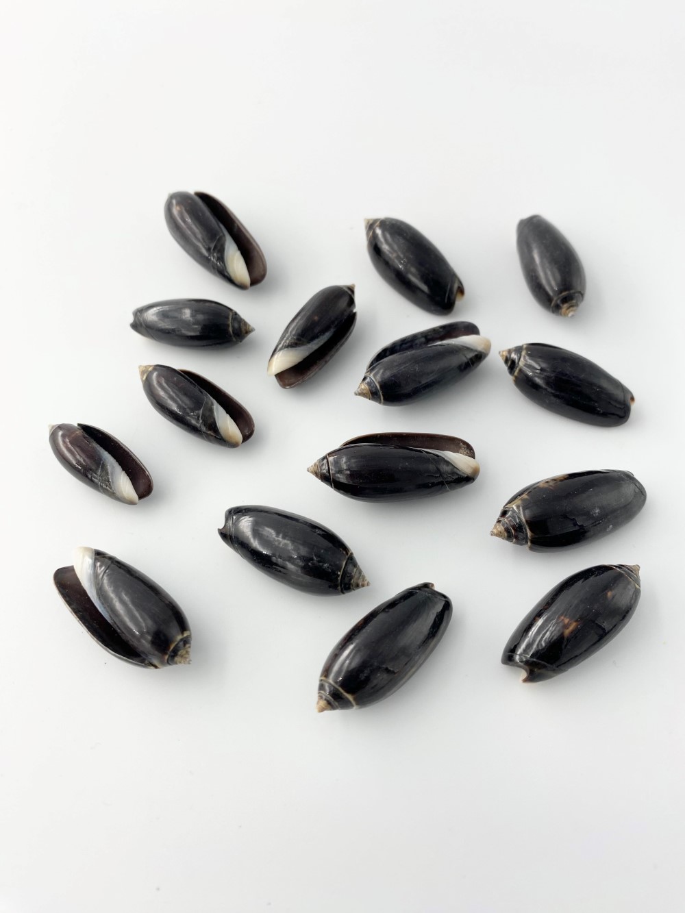 クロマクラガイ【約2～3.5ｃｍ/10個入】[メール便可]  En: Black Olive(size:2-3.5cm, per 10pcs)   貝殻