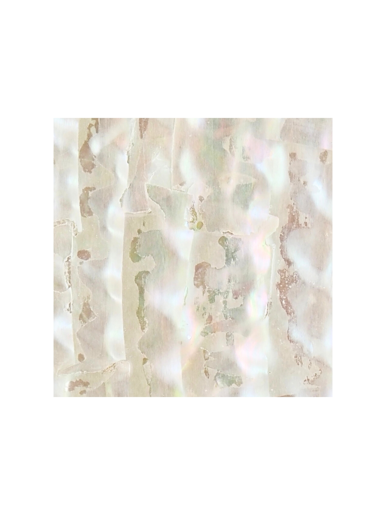 貝殻シート#25 ターバンシェル【4×4cm 厚さ0.18-0.2mm 】[メール便可] En: Shell veneer -turbo shell