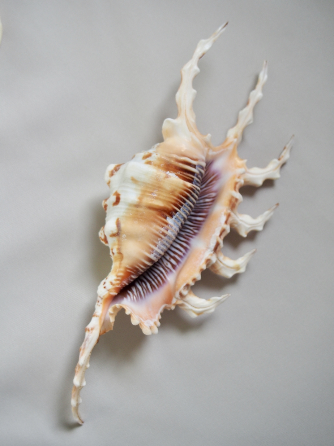 フシデサソリガイ【約13～15ｃｍ】 En: Lambis Scorpio (size:13-15cm) 貝殻