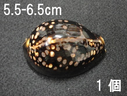 タカラガイ＋5＋81 3点です】天然素材 貝殻 タカラガイ ハチ