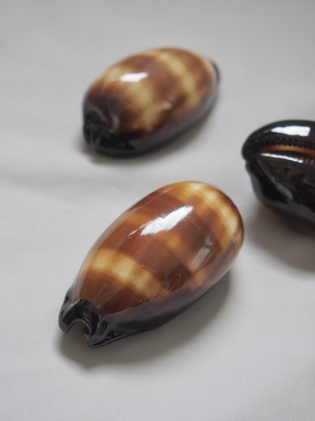 タルダカラガイ【約5～6ｃｍ/1個】 En: Talparia talpa (Size:5～6ｃｍ, per 1pc) 貝殻