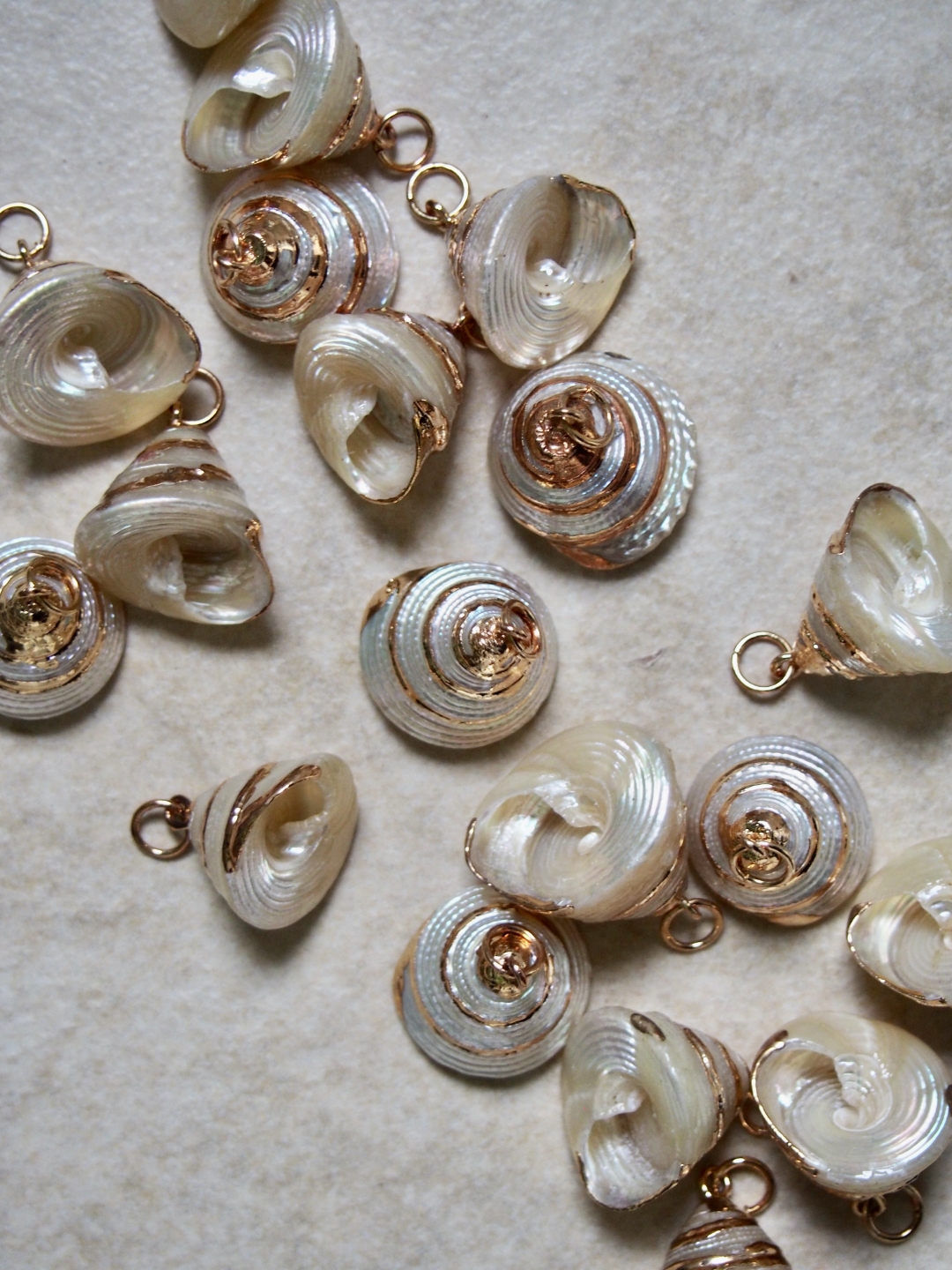 シェルチャーム - トルゴススティラトス（ゴールドエッジ）【約2.0～2.5cm】[メール便可] #334 貝殻