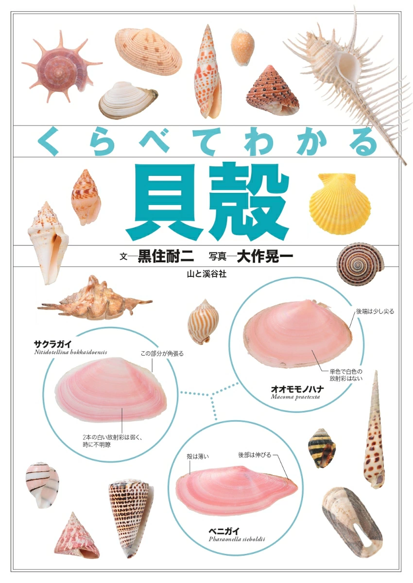 【図鑑】くらべてわかる貝殻