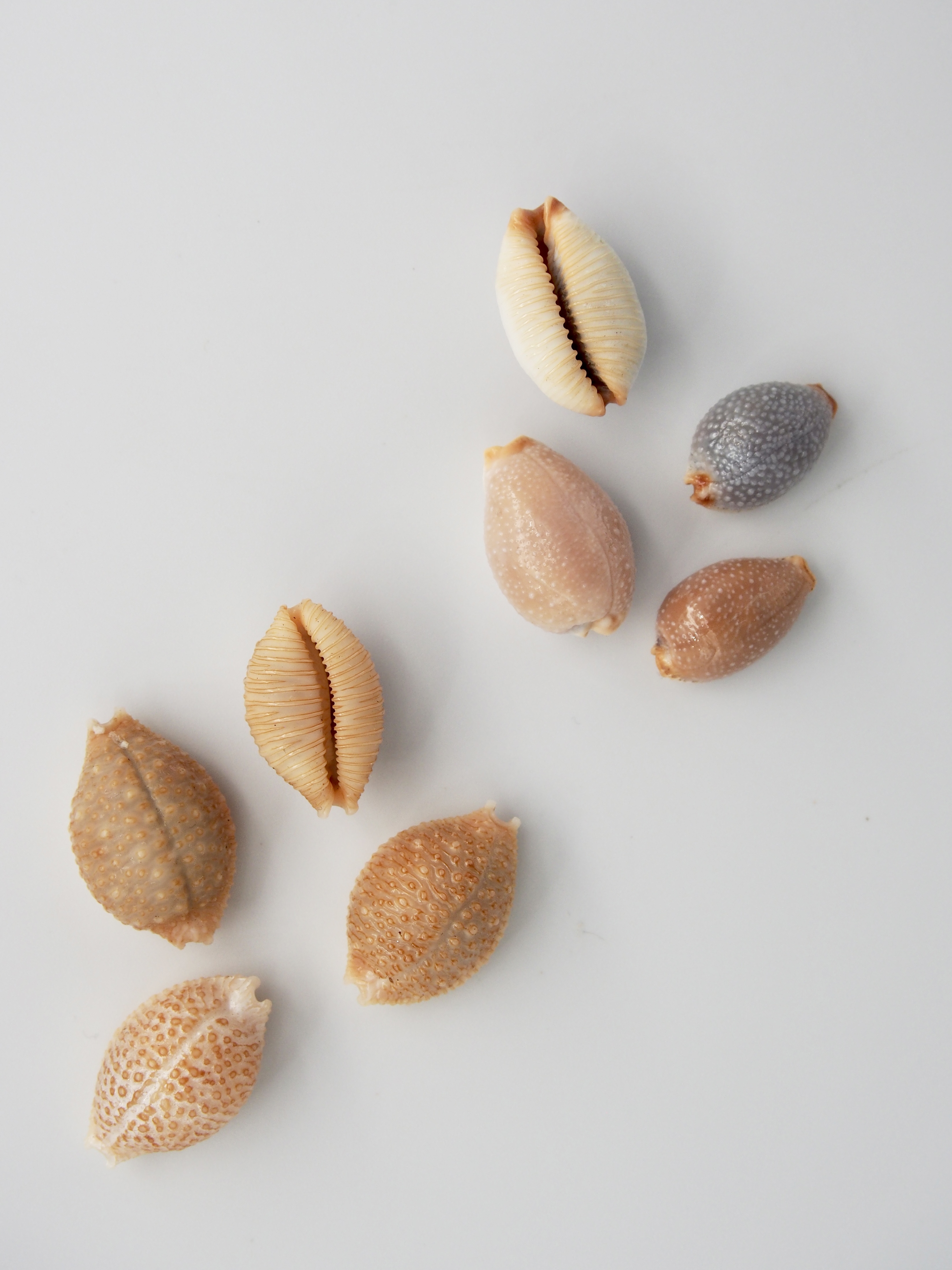 イボダカラ・サメダカラ【約1.8～2.5ｃｍ/各1個】[メール便可] 貝殻