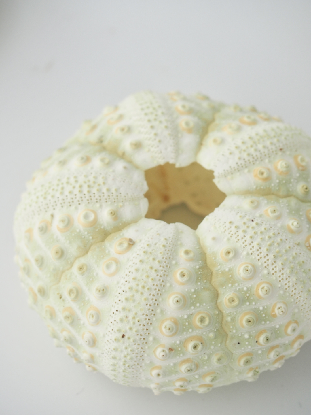 トックリガンガゼモドキ【約7ｃｍ前後/1個入】 貝殻