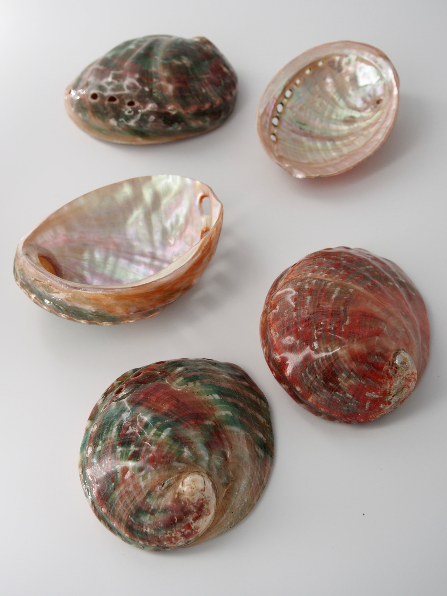 ハリオティス　アシミルス　磨き【約9～11ｃｍ/1個】 En: Haliotis assimilis polished  (Size:9-11cm, per 1pc) 貝殻