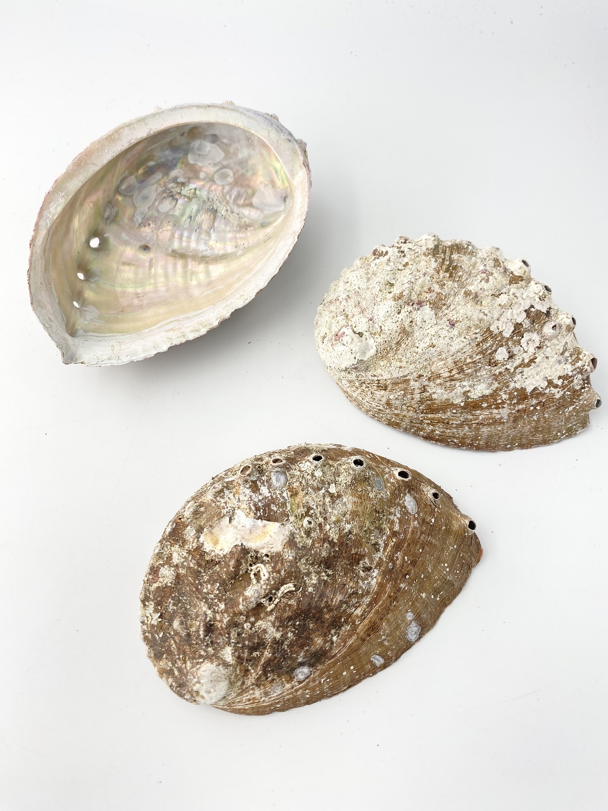 クロアワビ(自然)【約13～15ｃｍ/3枚】  En:  Haliotis discus (size: 13-15cm, per 3pcs)
