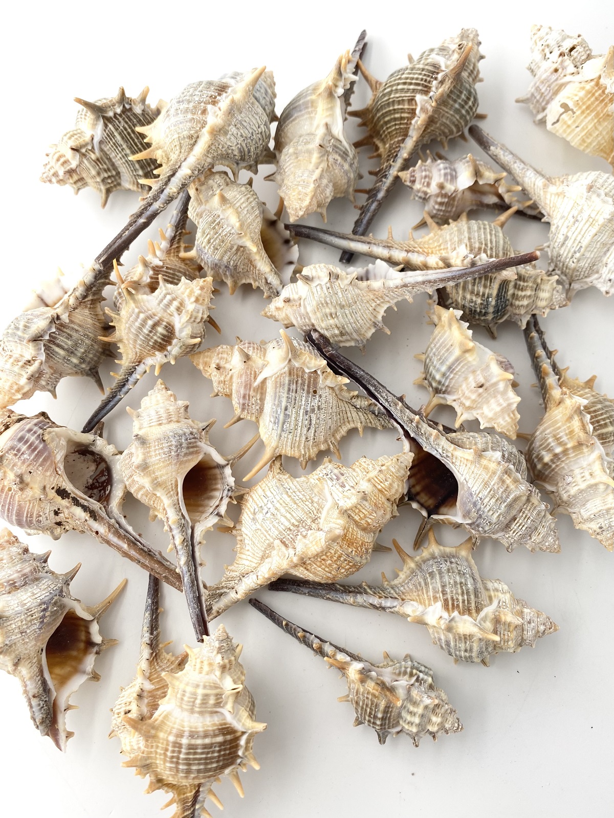 コアッキガイ【約6～9cm】 En: Murex trapa (size: 6-9cm) 貝殻