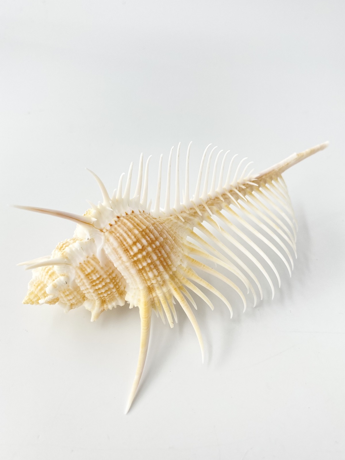 ホネガイ【11cm前後/1個】  En: Murex Pecten (size:approx.11cm, per 1pc) 貝殻
