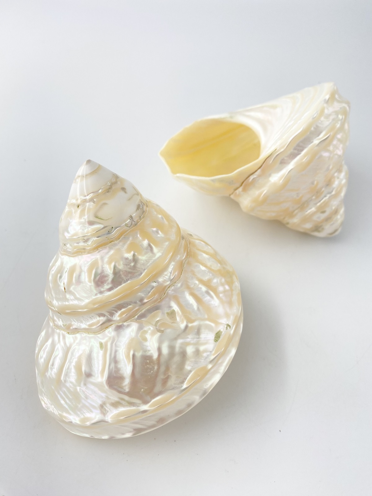 アストレアウンドーサ真珠磨き(ナミジワターバンガイ)【約10～11ｃｍ/1個】En: Astraea undosa pearlized (Size:10-11cm, per 1pc) 貝殻