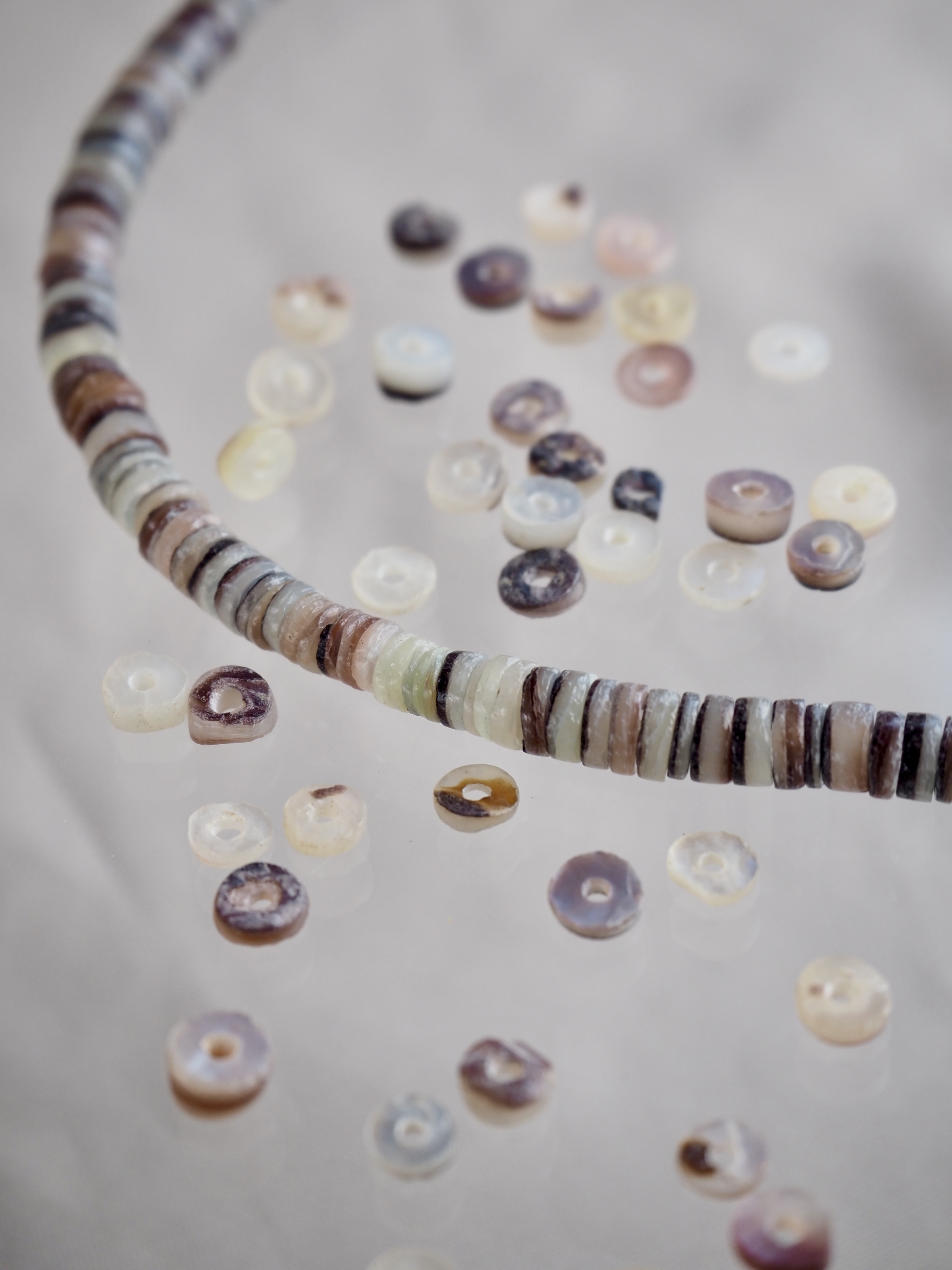 ハンマーシェル#32【約0.5cm/1本約60cm】[メール便可-5袋まで] En: Shell accessory,hammer shell 貝殻