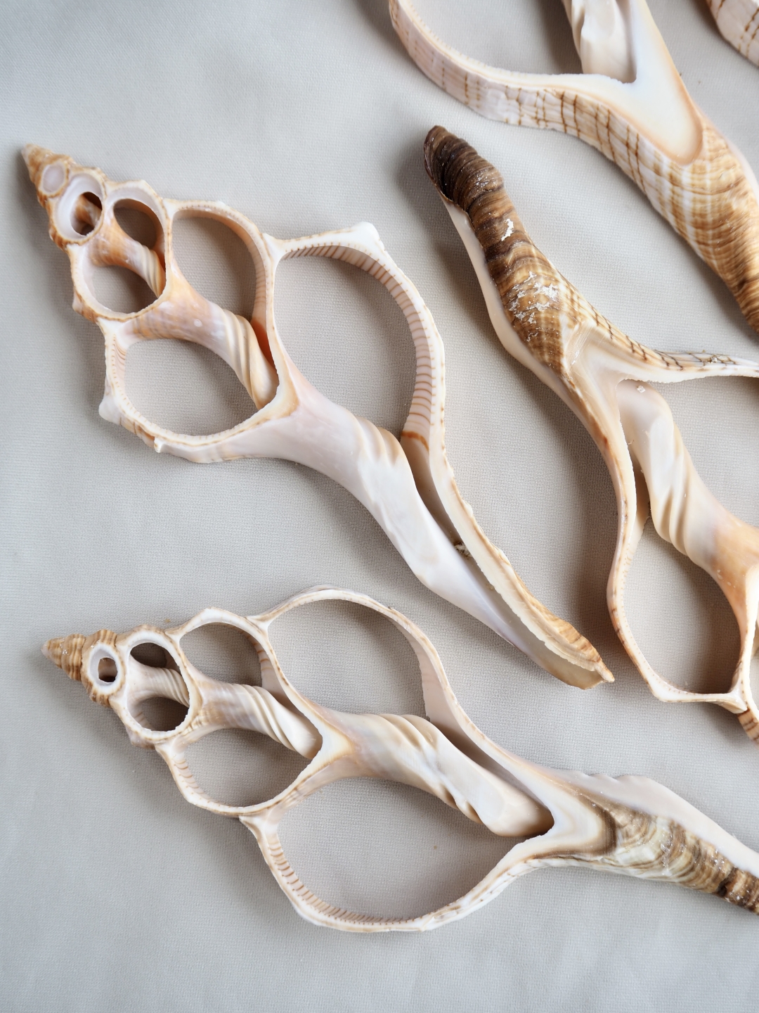 カットフォックス(イトマキボラ)【約11～13cm】[メール便可] En:Shell Cut, Fox 貝殻