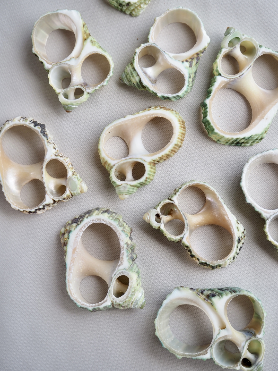 カットブルニュウス（ターボグリーンシェル・ケショウサザエ）【約2.5～4.0cm】[メール便可]En:Shell Cut, Turbo Bruneus