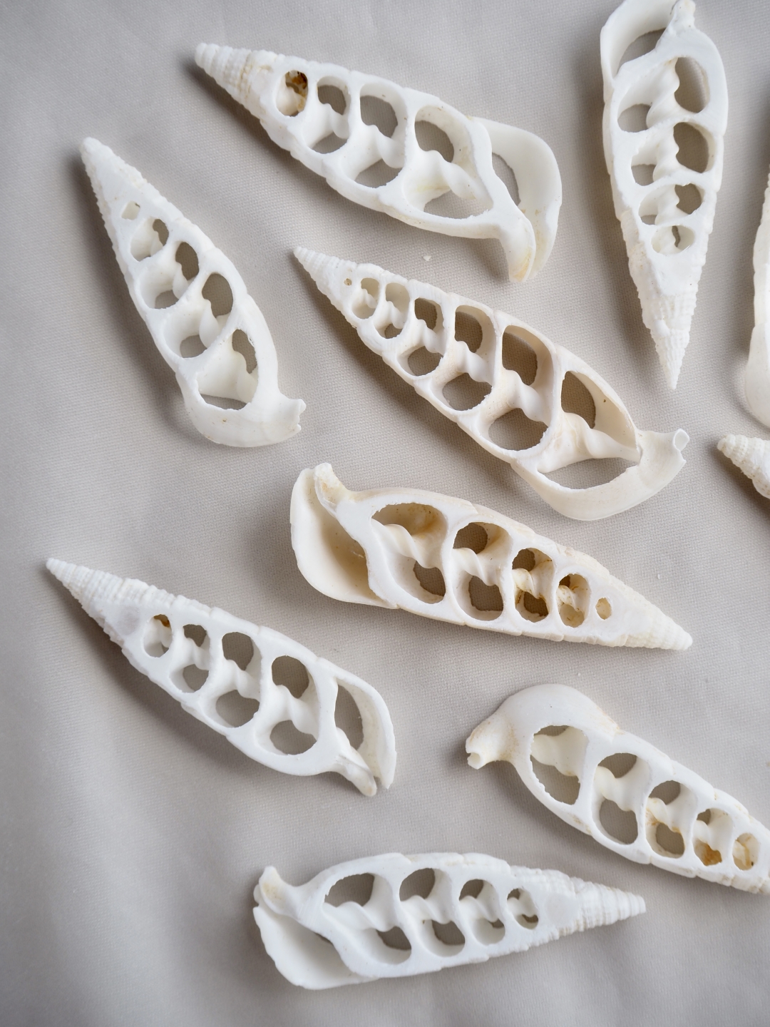カットベルタガス(タケノコカニモリ)【約4～5.5cm】[メール便可] En:Shell Cut, Cerethium Vertagus