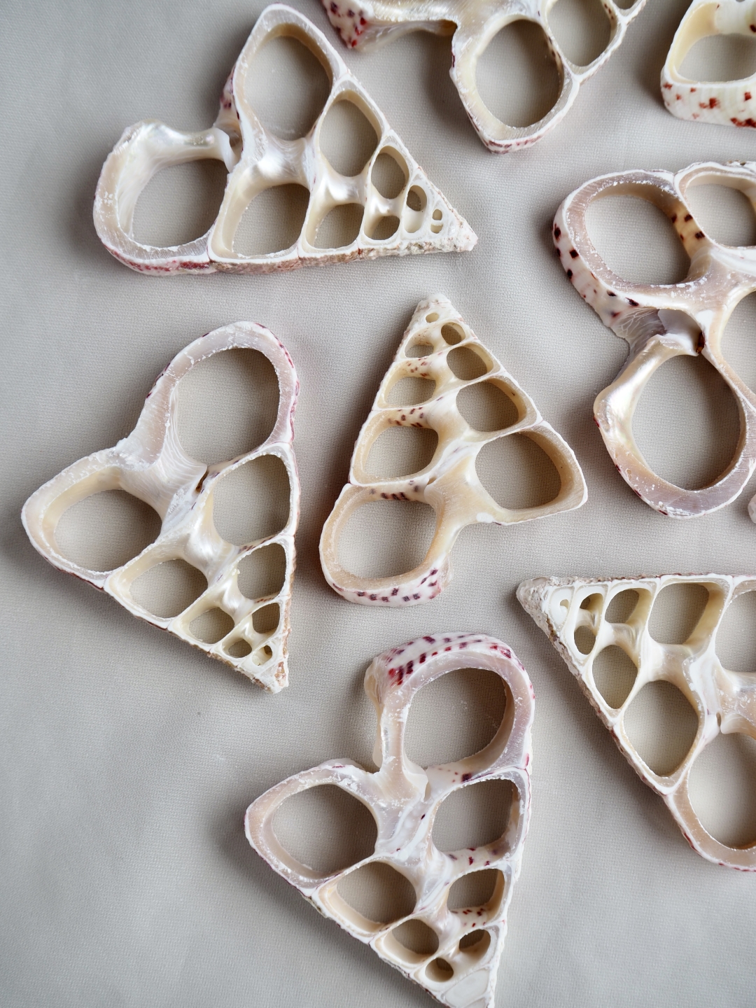 カットマクラトス(ベニシリダカガイ)【約4～6cm】[メール便可]En:Shell Cut, Trochamaculatus