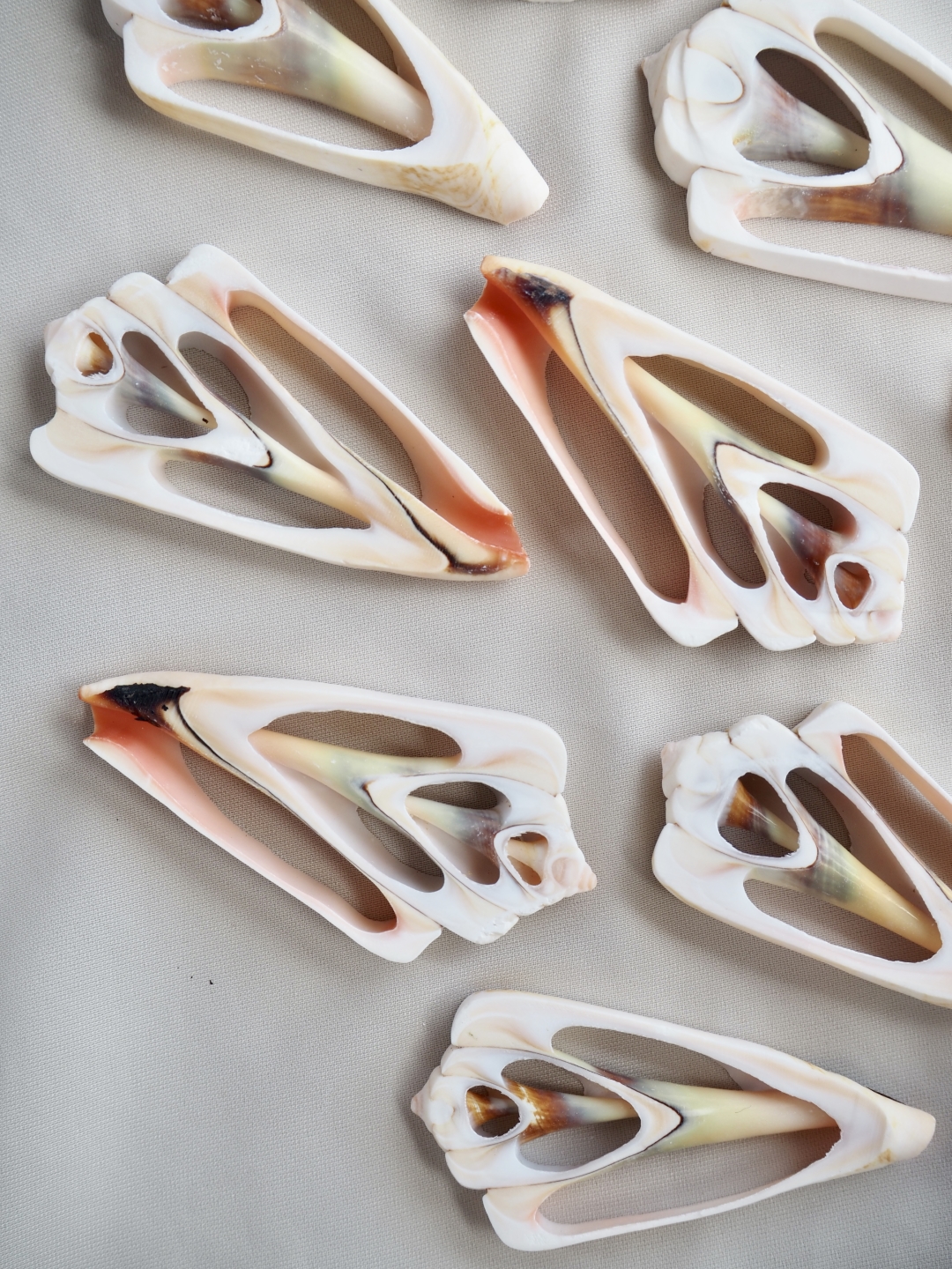 カットルファヌス(マガキガイ)【約4～6cm】[メール便可]En:Shell Cut, Luhuanus 貝殻