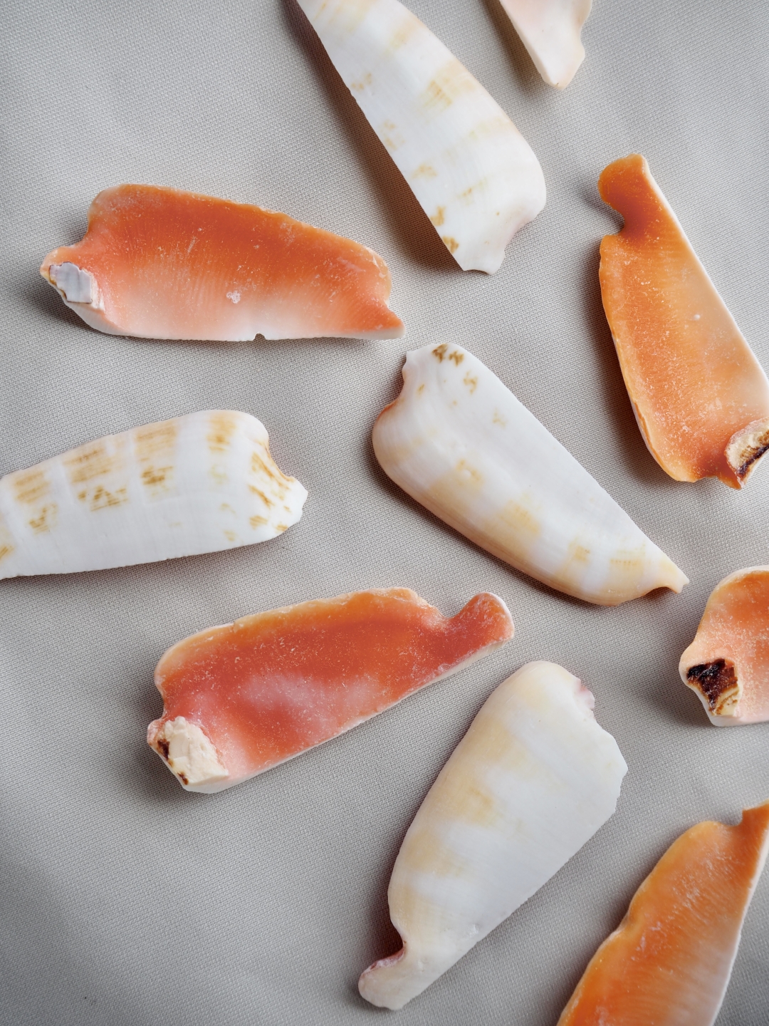 マガキガイ リップスカット【約3.5～4.5cm】[メール便可] En:Strombus Luhuanus LipCut 貝殻