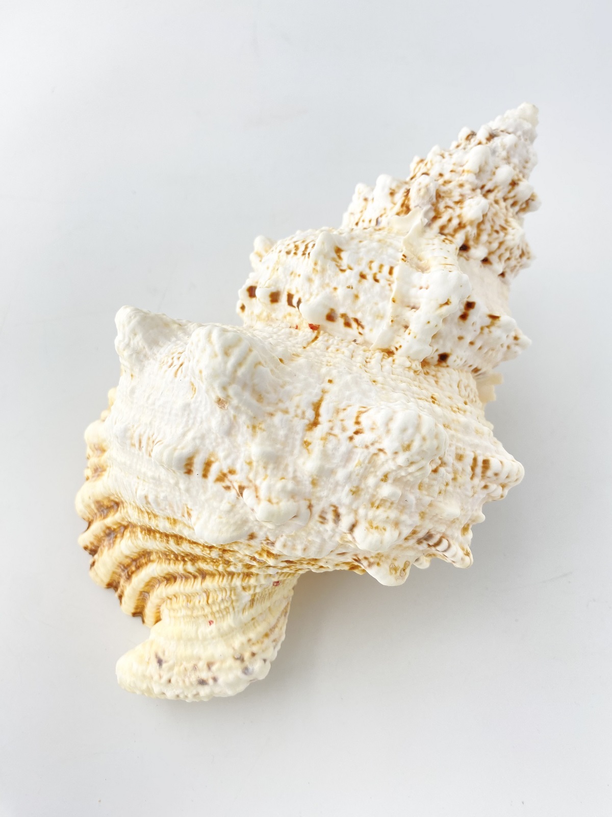 シロナルトボラ【23ｃｍ前後/1個】 En: Tutufa bubo(Size:approx.23cm, per 1pc) 貝殻