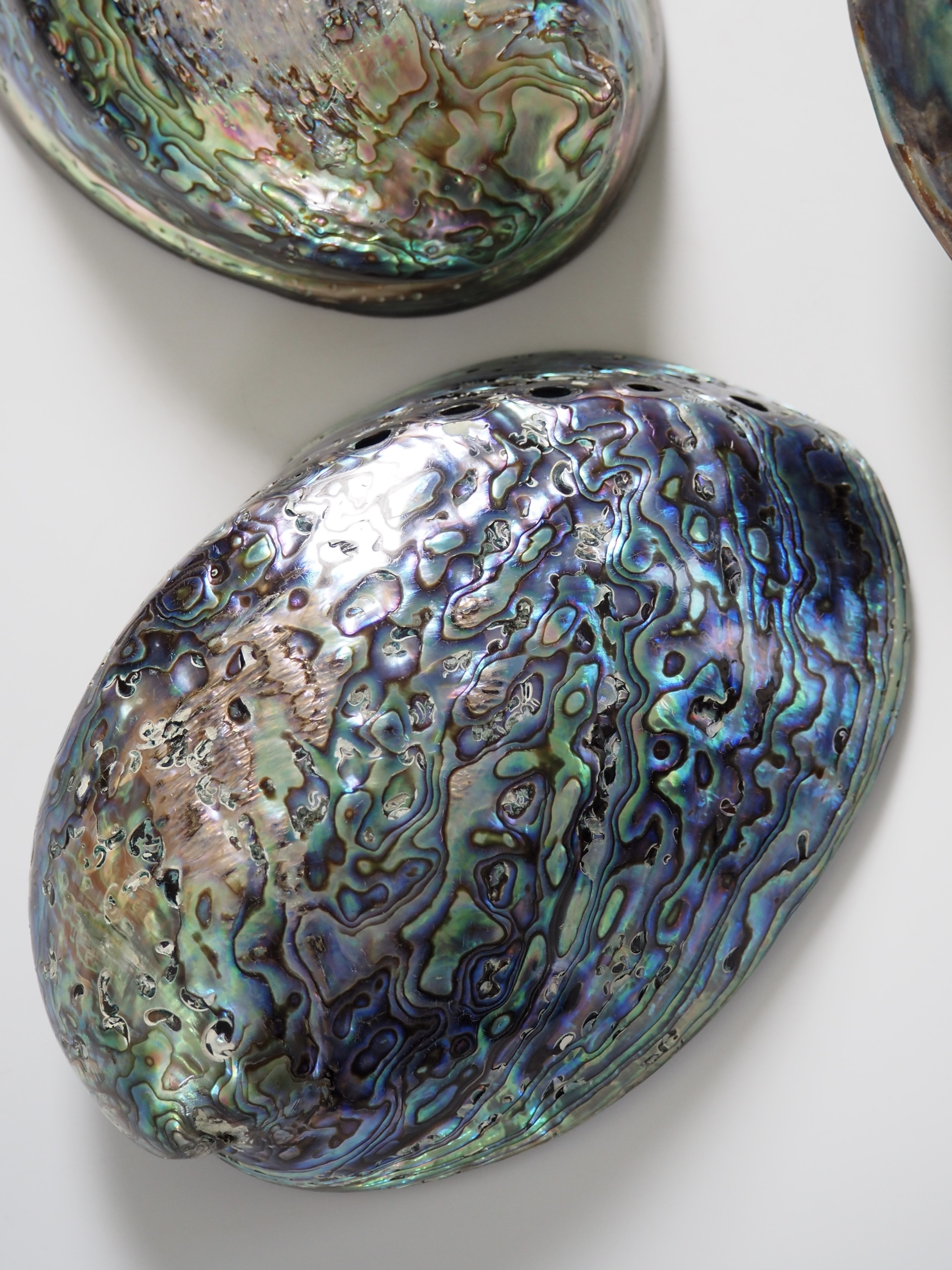 パウアアバロン磨き(ハリオティス アイリス)(ヘリトリアワビ)【約13～15cm前後/1個】En:Haliotis iris polished