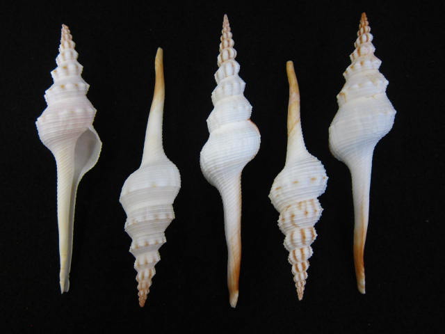 ホソニシ大 約13 15cm 5本入 貝殻の問屋さん