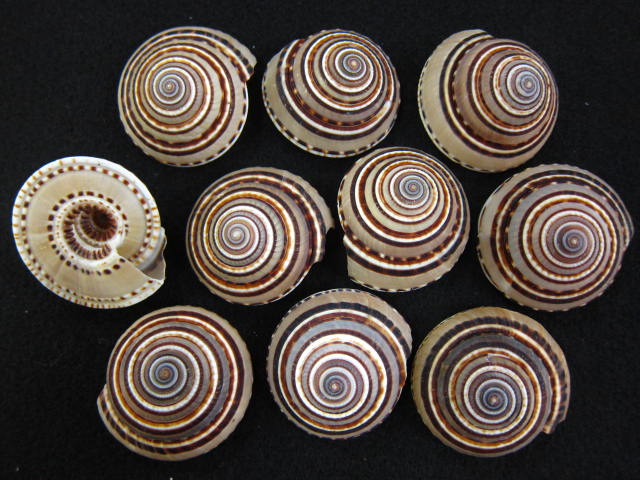 クロスジグルマ小 約3 0 5cｍ 10個入 メール便可 6袋まで 貝殻の問屋さん