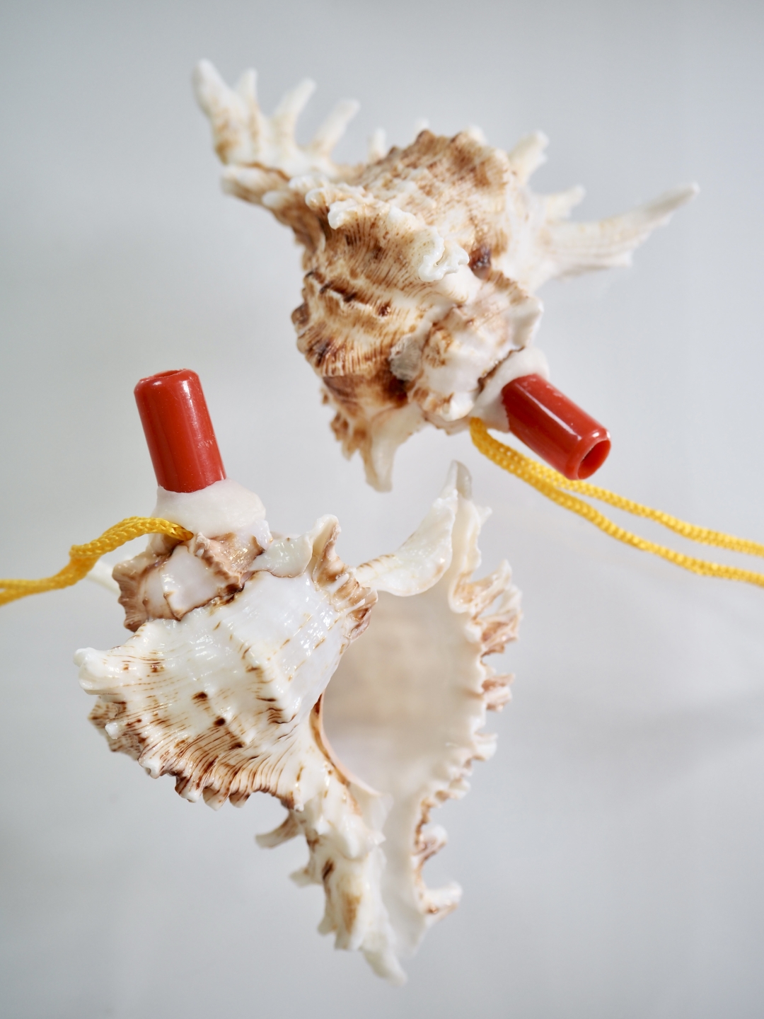 貝殻の笛-テングガイ-【10cm前後/1個】まとめ買い20%OFF