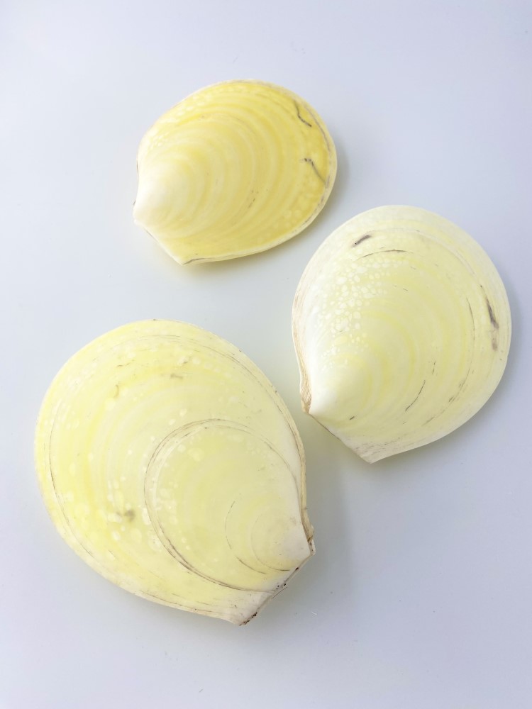 モエギオオハネガイ【約14～15ｃｍ/1個】En: Acesta goliath(Size:14-15cm, per 1pcs) 貝殻