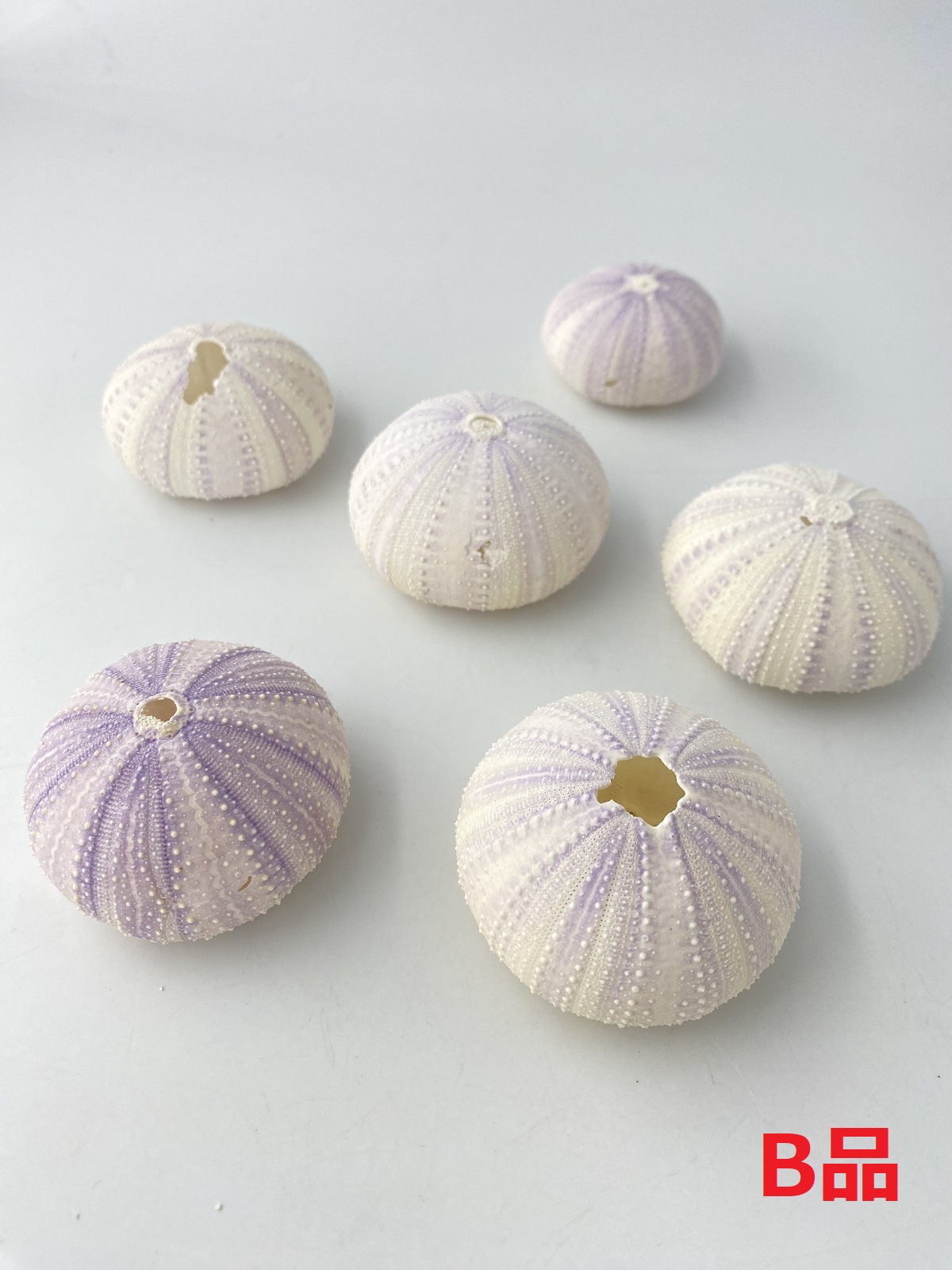バイオレットウーチンB品【約4～6ｃｍ/5個入】　En:  Colector urchin B grade(Size:4-6cm, per 5pcs) 貝殻