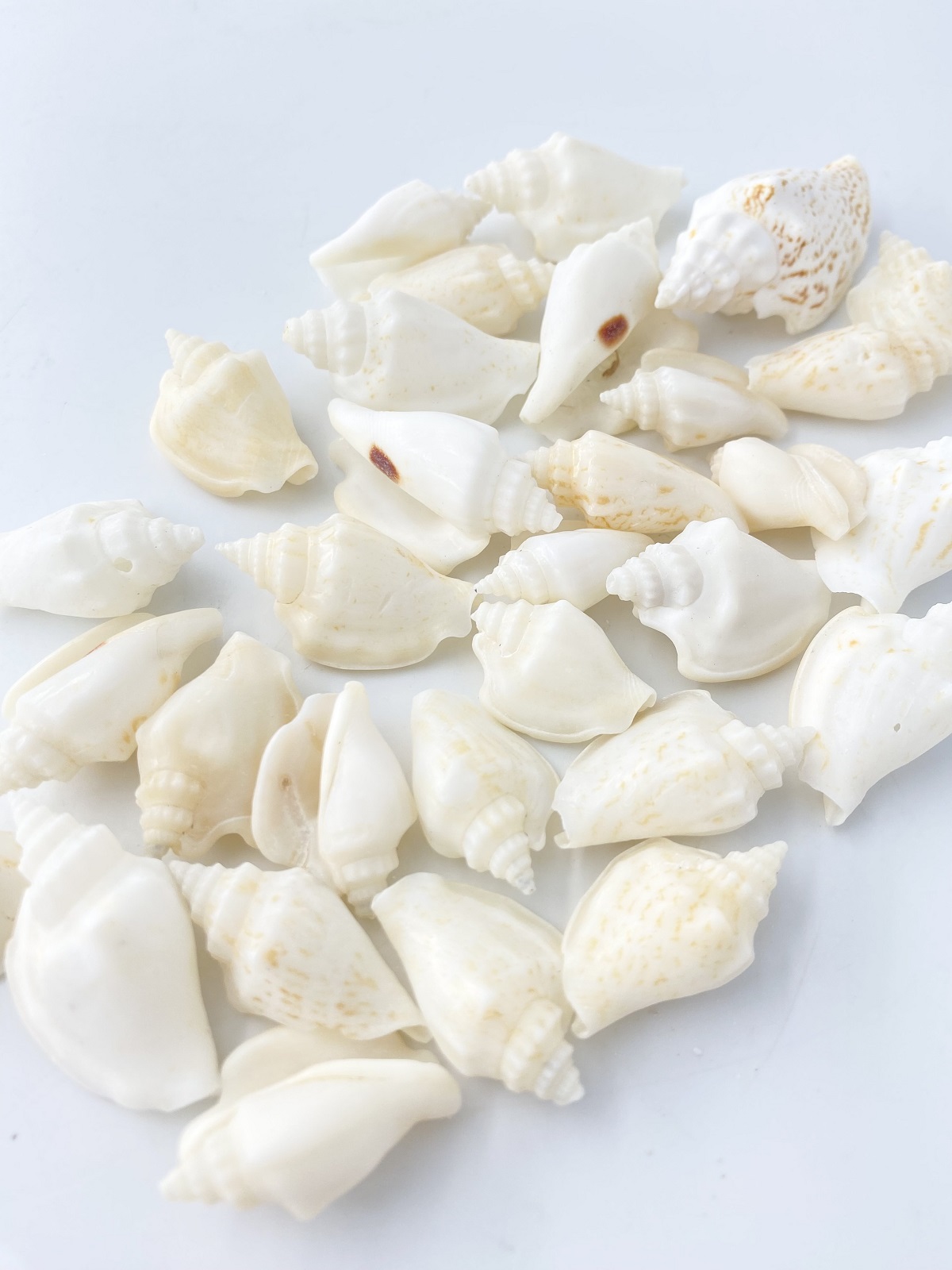 バナビイリス(モンツキソデガイ)【約2.5～4.0ｃｍ】[メール便可-300ｇまで] En:Strombus variabilis (Size:2.5-4cm) 貝殻