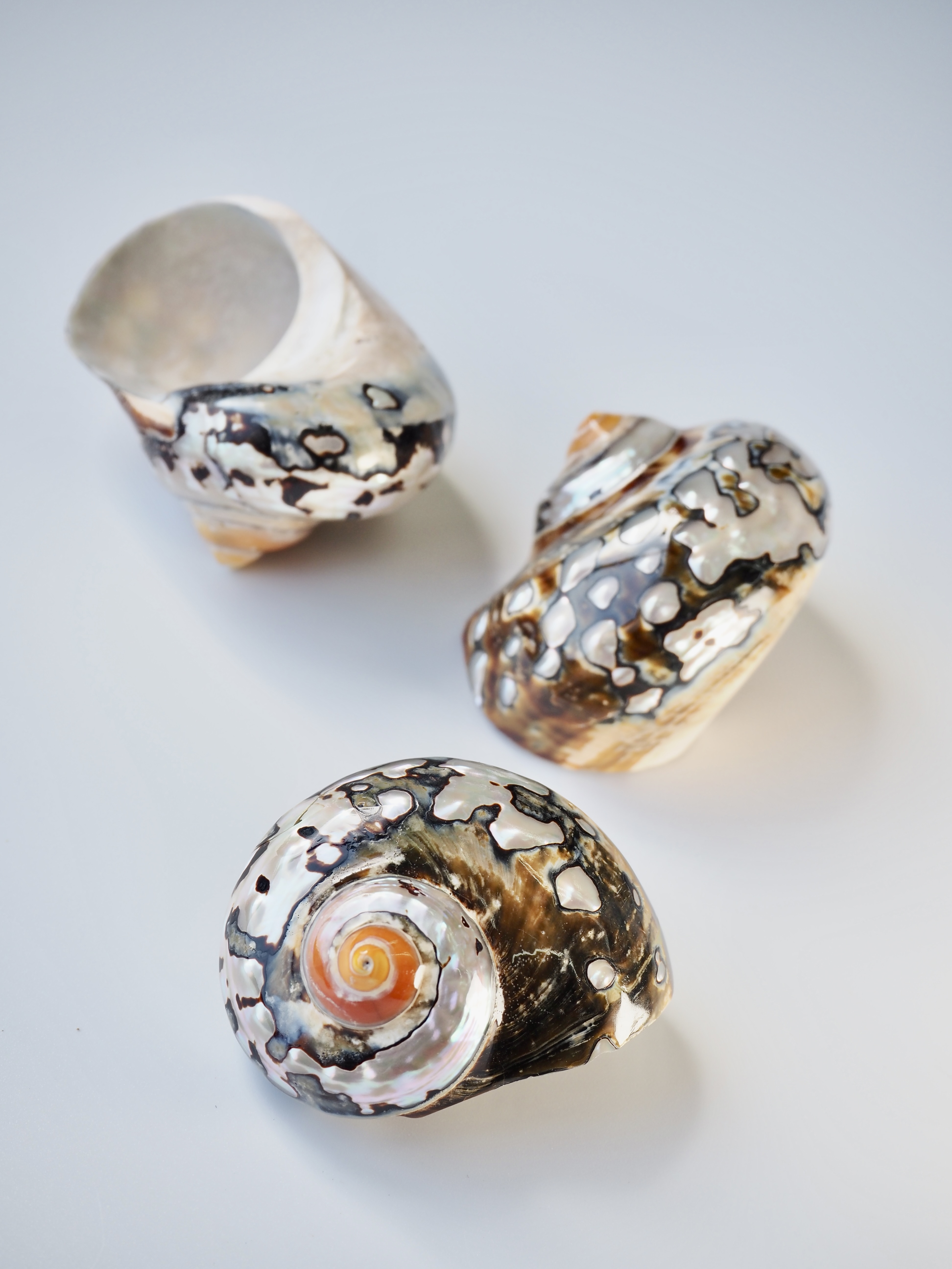 サマルティクス磨き(S)(リュウオウスガイ)【約5±0.5cm/1個】En:Turbo sarmaticus 貝殻