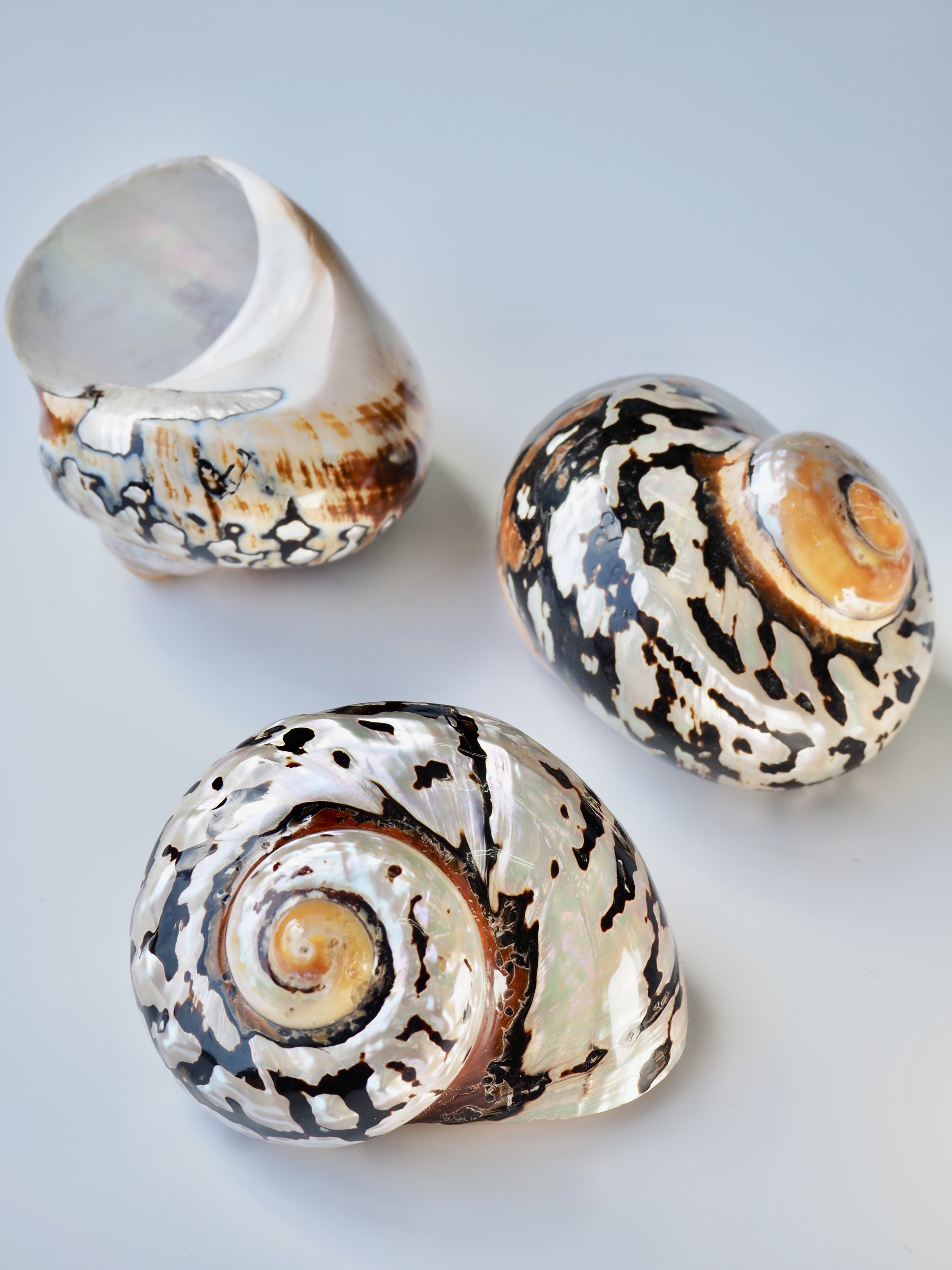 サマルティクス磨き(L)【約7±0.5cm/1個】En:Turbo sarmaticus 貝殻