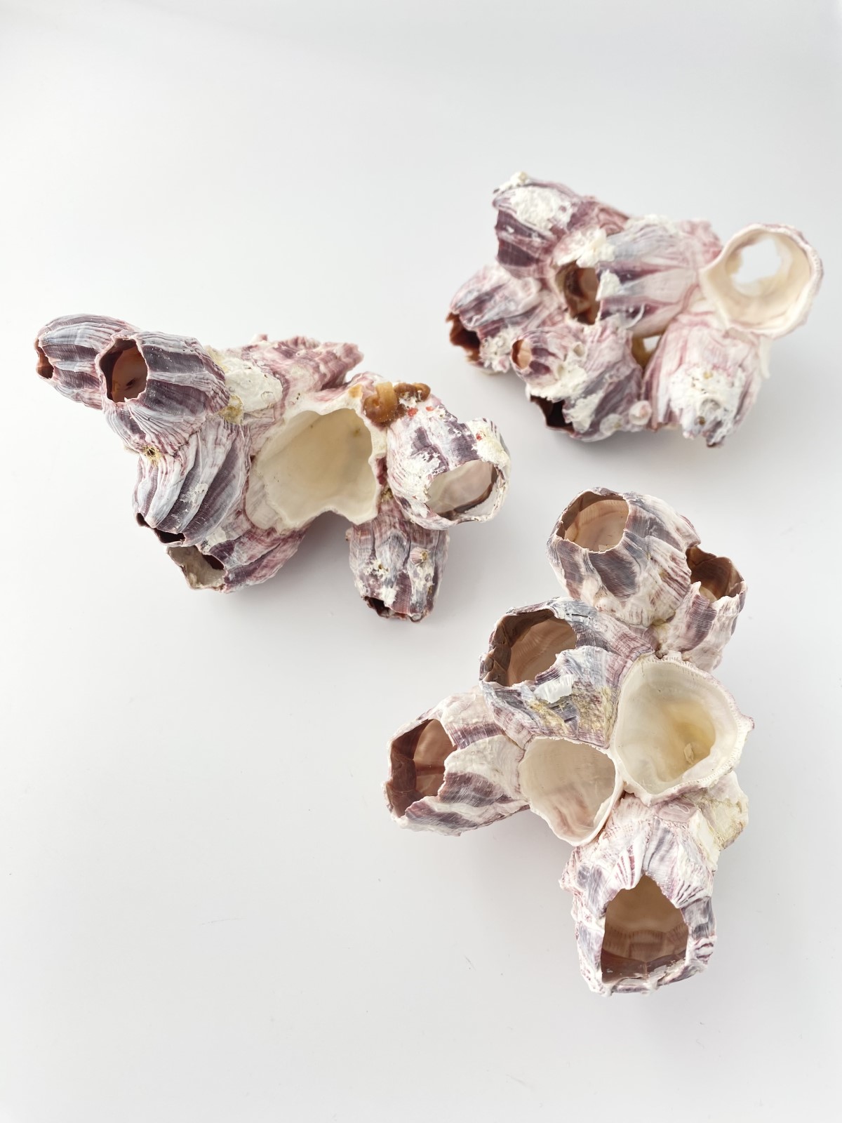 フジツボ-B品-【約12～14cm/1個】 En: Barnacles Bclass(size:12-14cm, per 1pc) 貝殻
