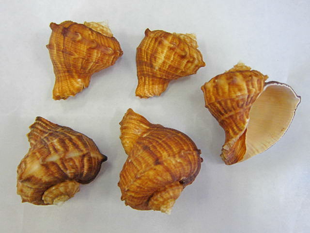 シロニシ【約5～6ｃｍ/5個入】 En: Turnip-shaped Rapana(Size:6-8cm, per 1pc) 貝殻