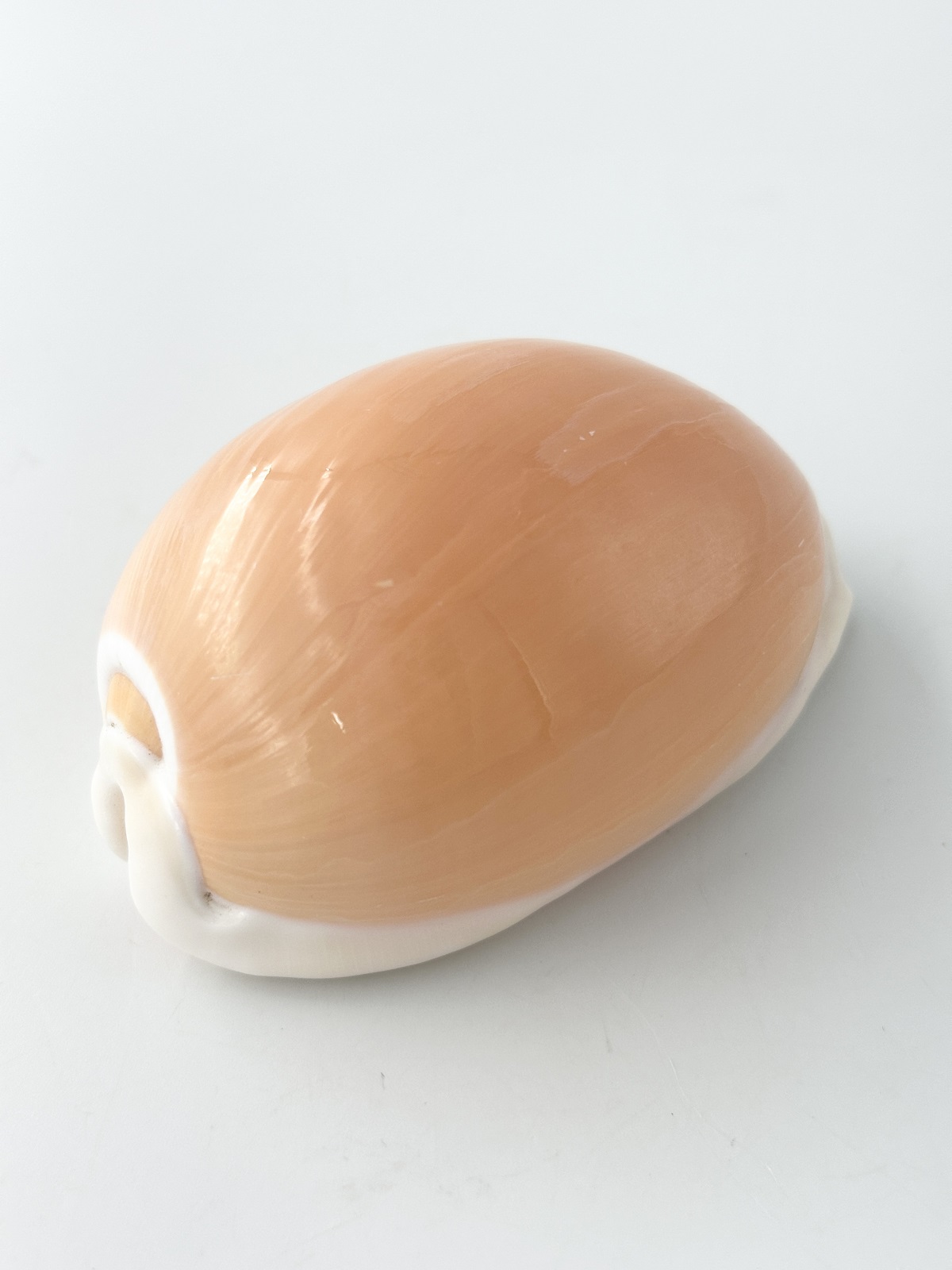 ナンヨウダカラガイ[現品]【NO.5/約8.7ｃｍ/1個】 En:Golden cowrie (size:8.7ｃｍ, per 1pc) 貝殻