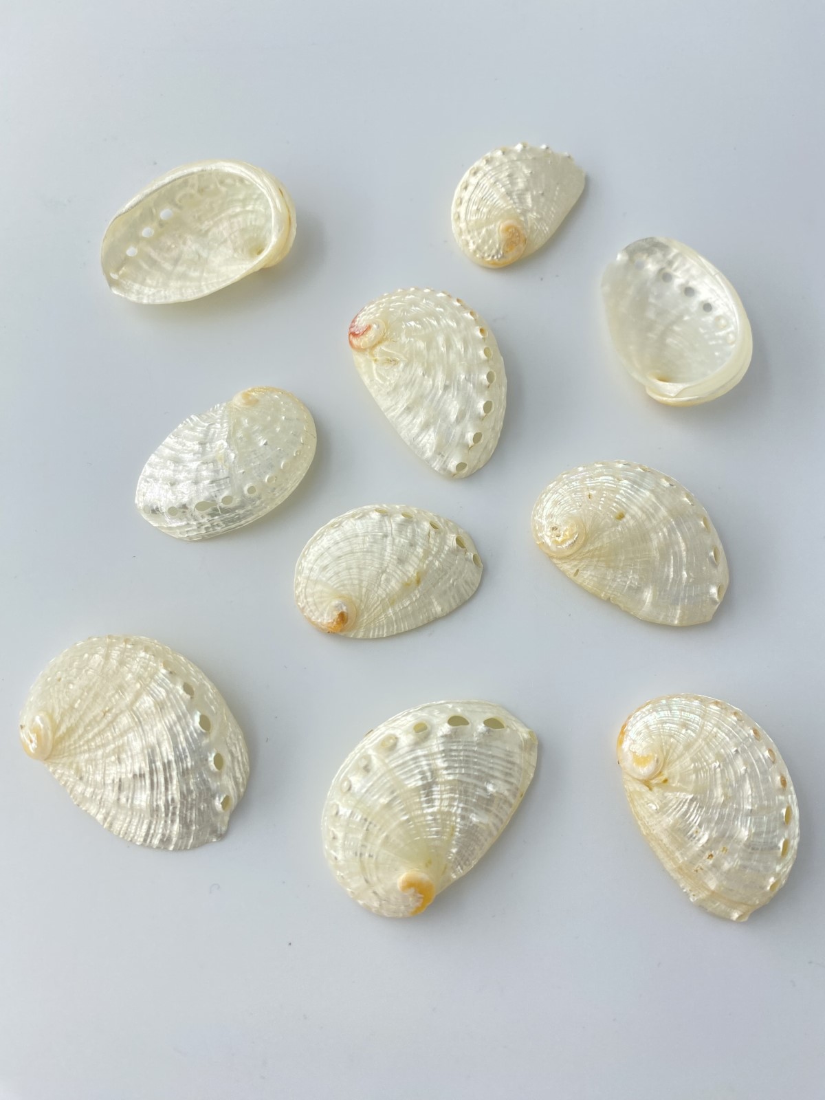 ペリザトチャーム真珠磨き【3.5ｃｍ前後/10個】[メール便可-6袋まで]  En:Haliotis Pulcherima pearlized (size:3.5cm, per 10pc) 貝殻