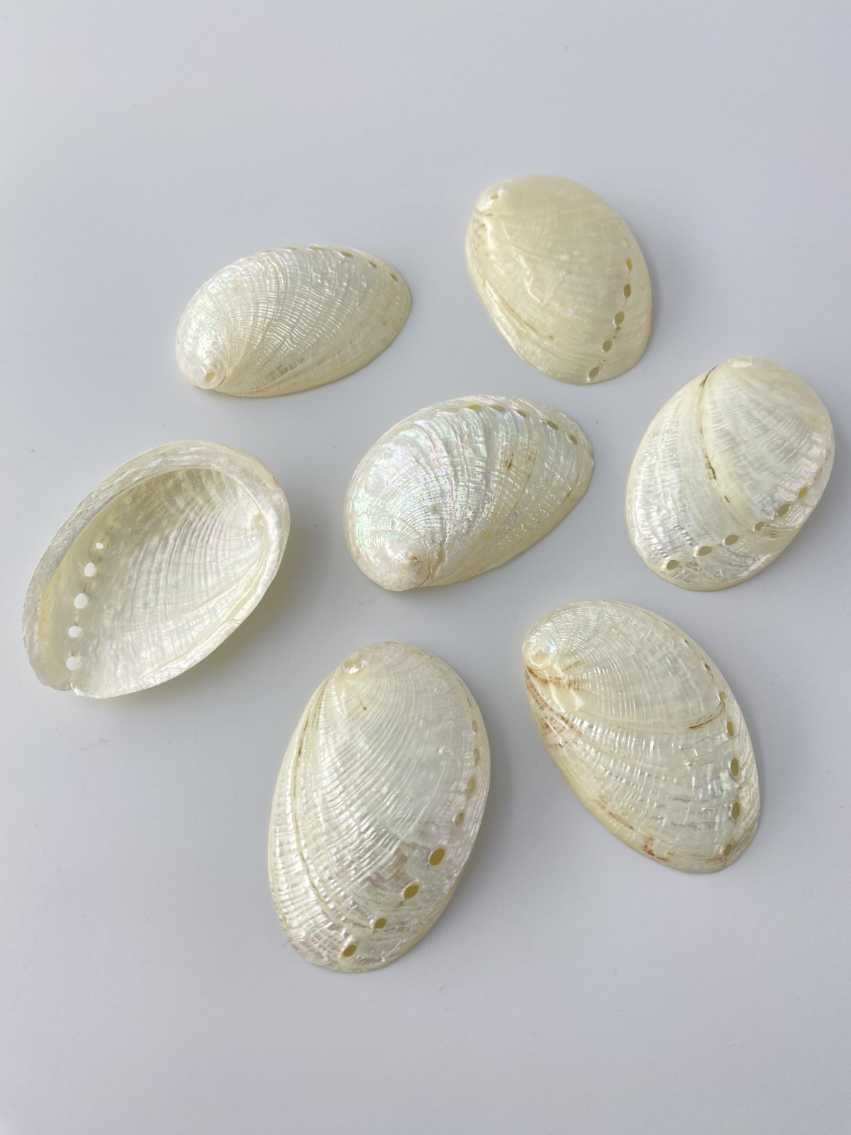 パルチャーム真珠磨き【5ｃｍ前後/10枚】[メール便可-8袋まで]  En: Haliotis Pulcherima pearlized(Size:5cm, per 10pcs) 貝殻