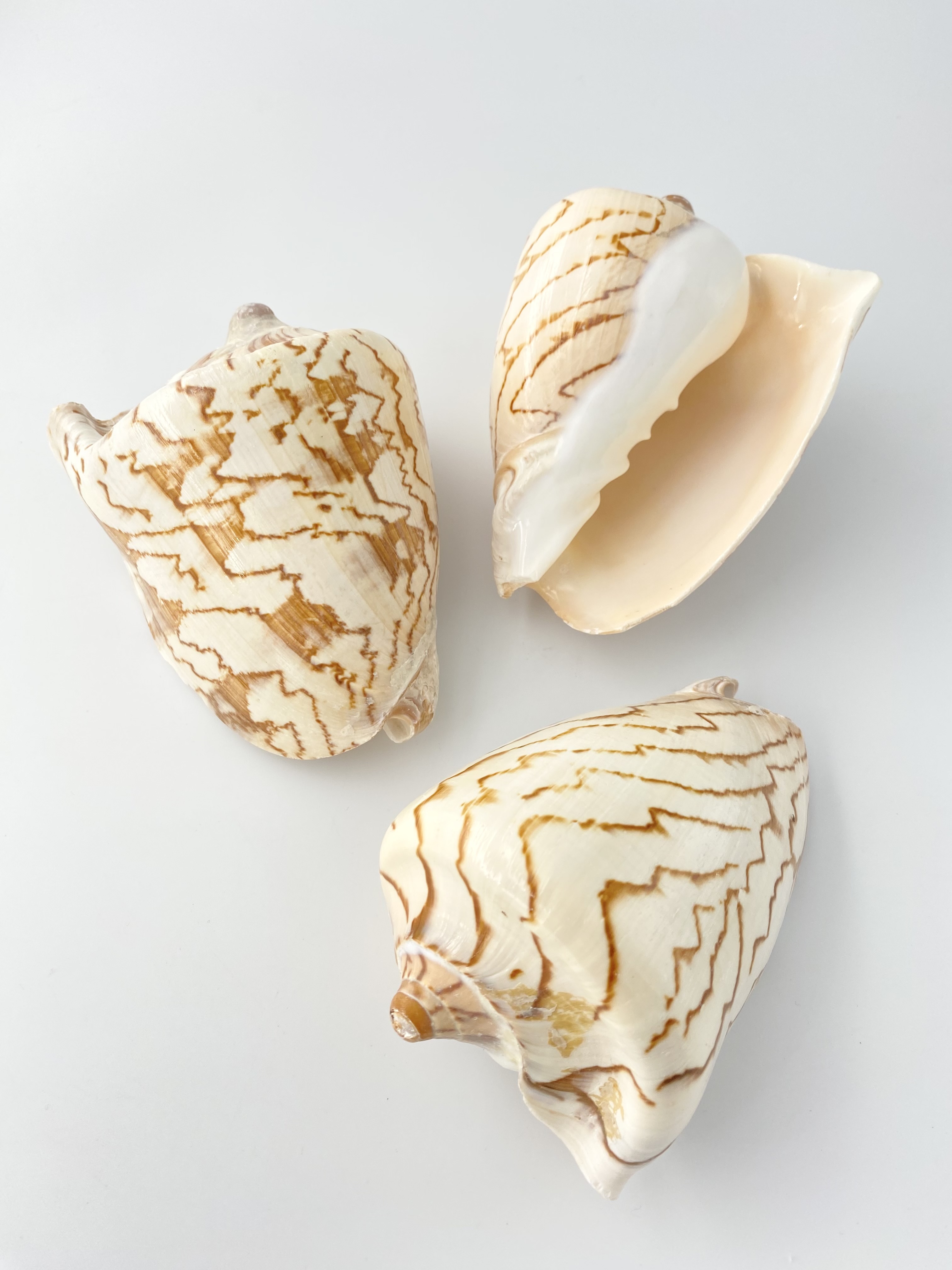 コオロギボラ【約12～13ｃｍ/1個】En: VOLUTIDAE (size:12-13cm, per 1pc)