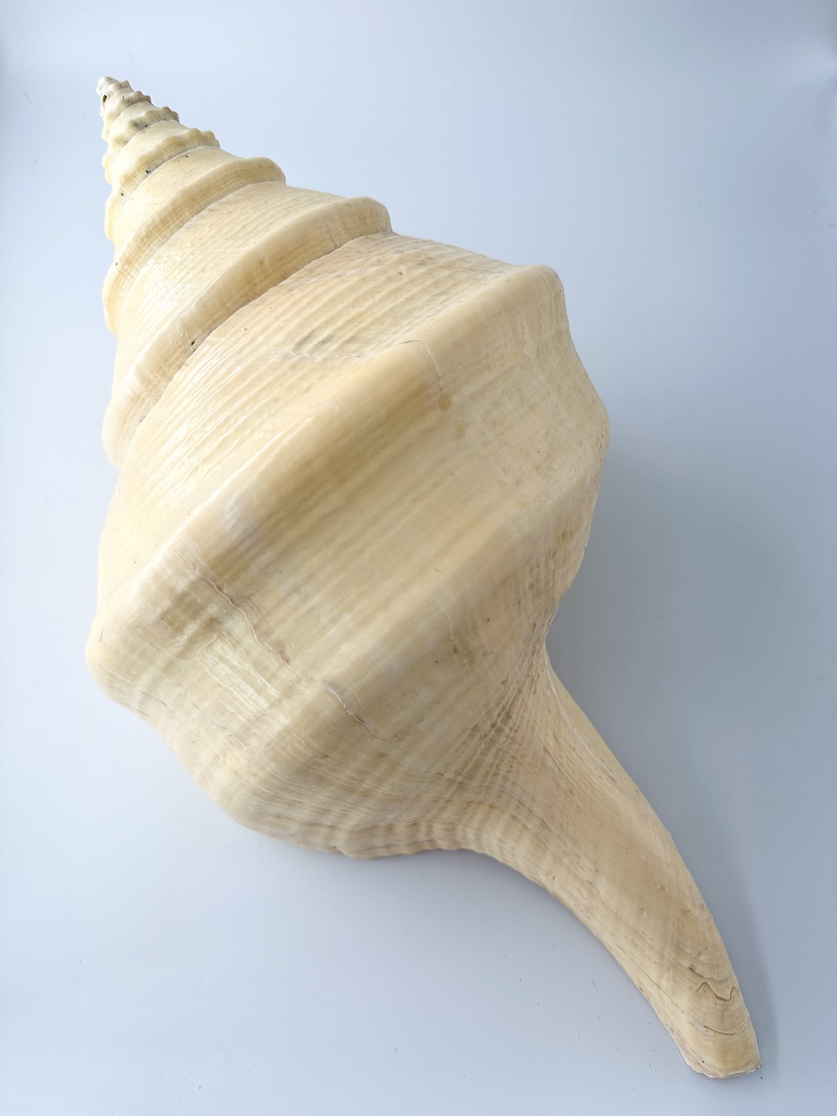 アラフラオオニシ磨きNO.2012【約50ｃｍ/約3000ｇ/1個/現品】  En: Australian Trumpet (size:50cm, weight:3000g)