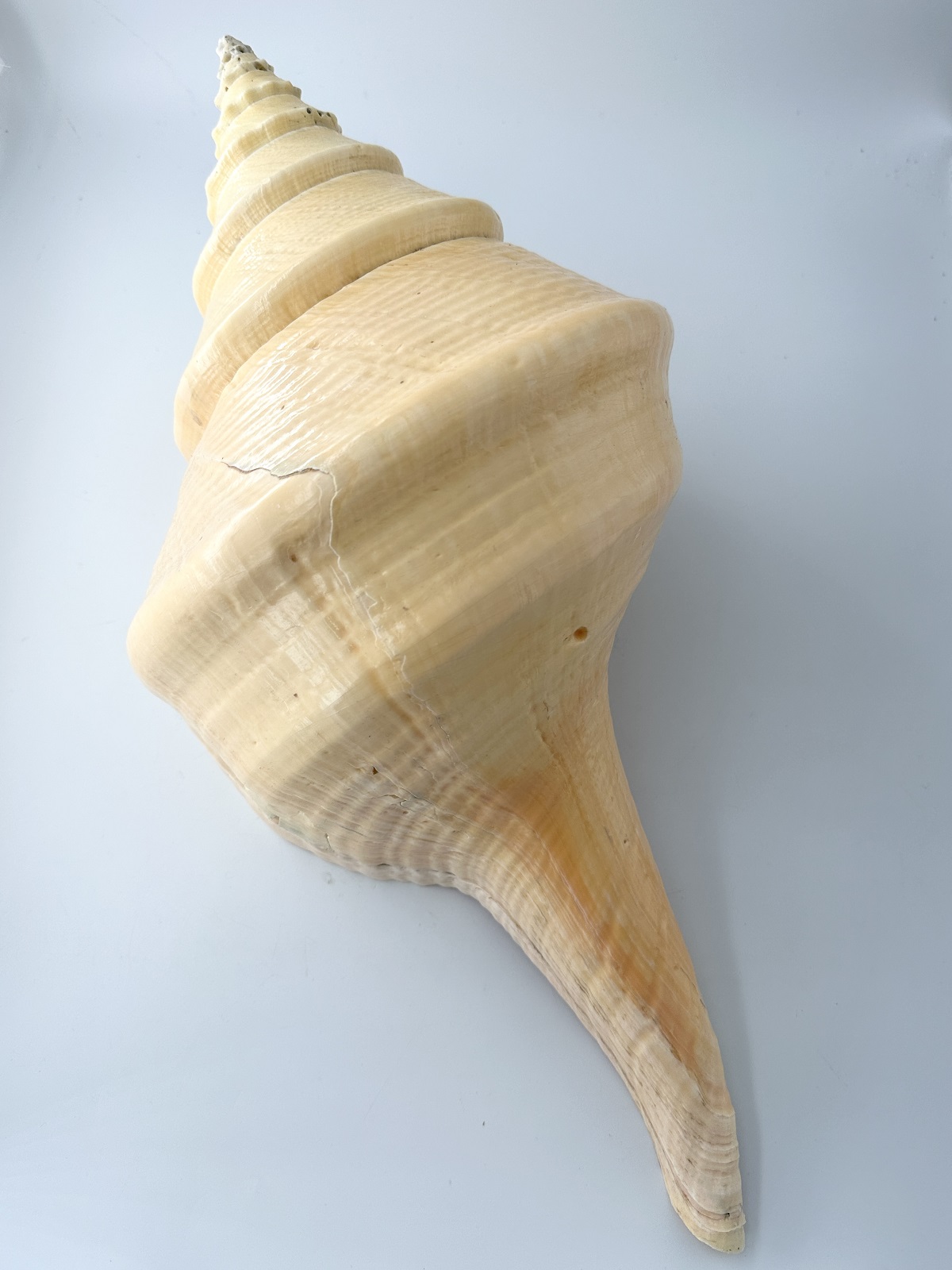 アラフラオオニシ磨きNO.2016【約51.5ｃｍ/約2700ｇ/1個/現品】  En: Australian Trumpet (size:51.5cm, weight:2700g) 貝殻