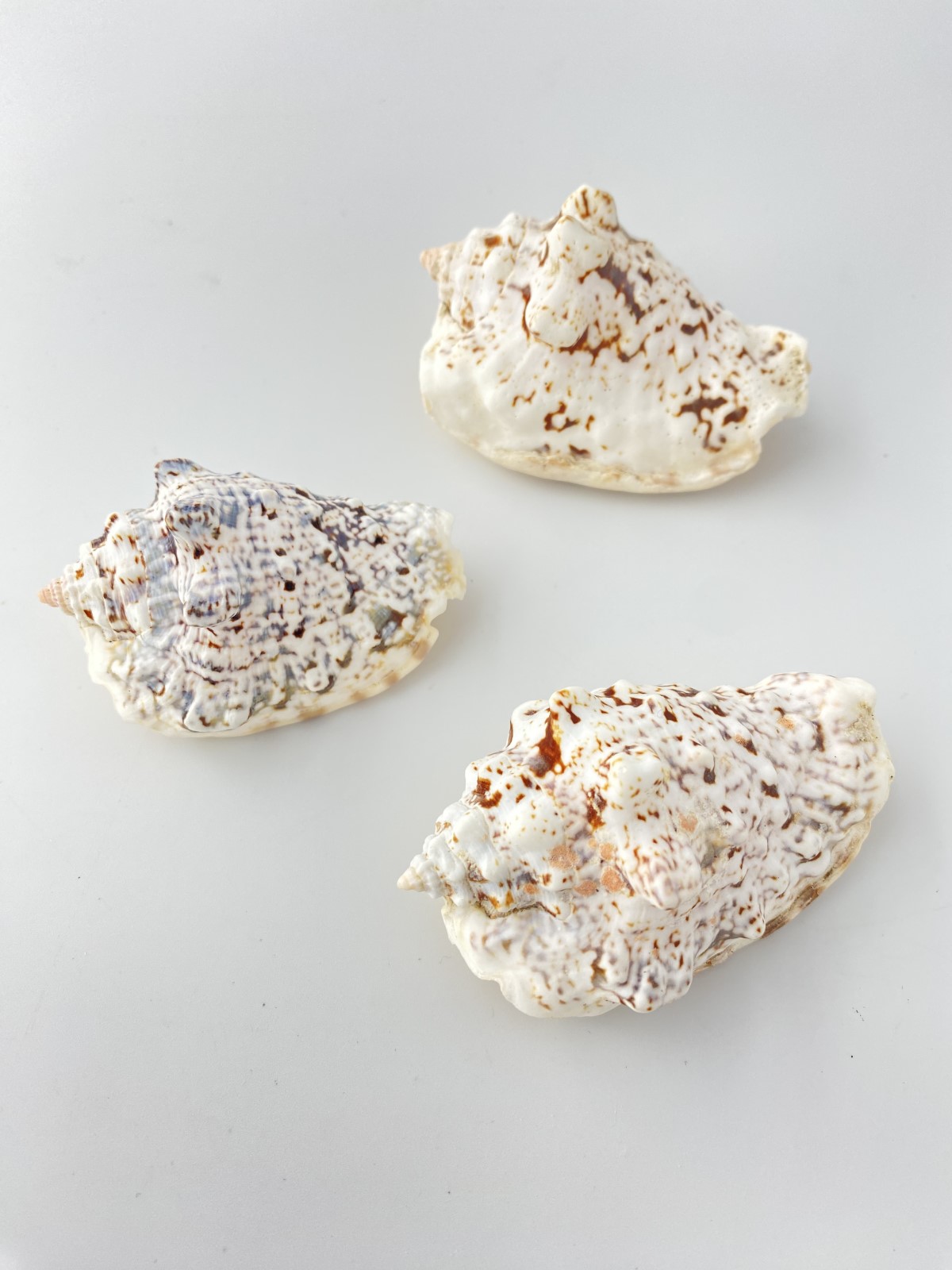 イボソデガイ【約6～8ｃｍ/3個入】 En:Strombus lentiginosus(Size:6-8cm, per 3pcs) 貝殻