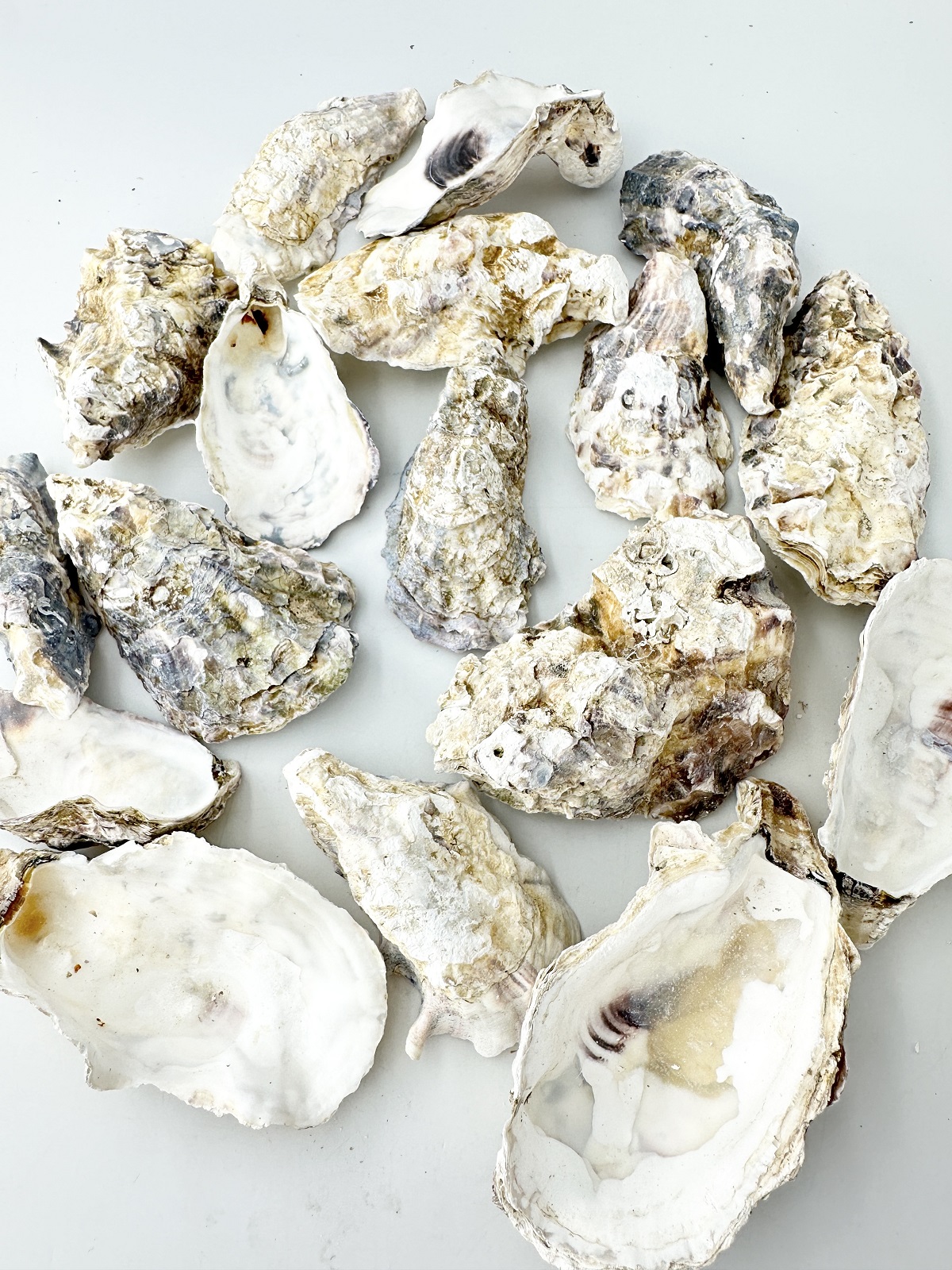 国産 牡蠣殻(カキ殻)【約3ｋｇ】【約8～15ｃｍ】♪便利なネット入り！♪    En: Japanse oyster in net bag(Size:8-15cm, per 3kg)