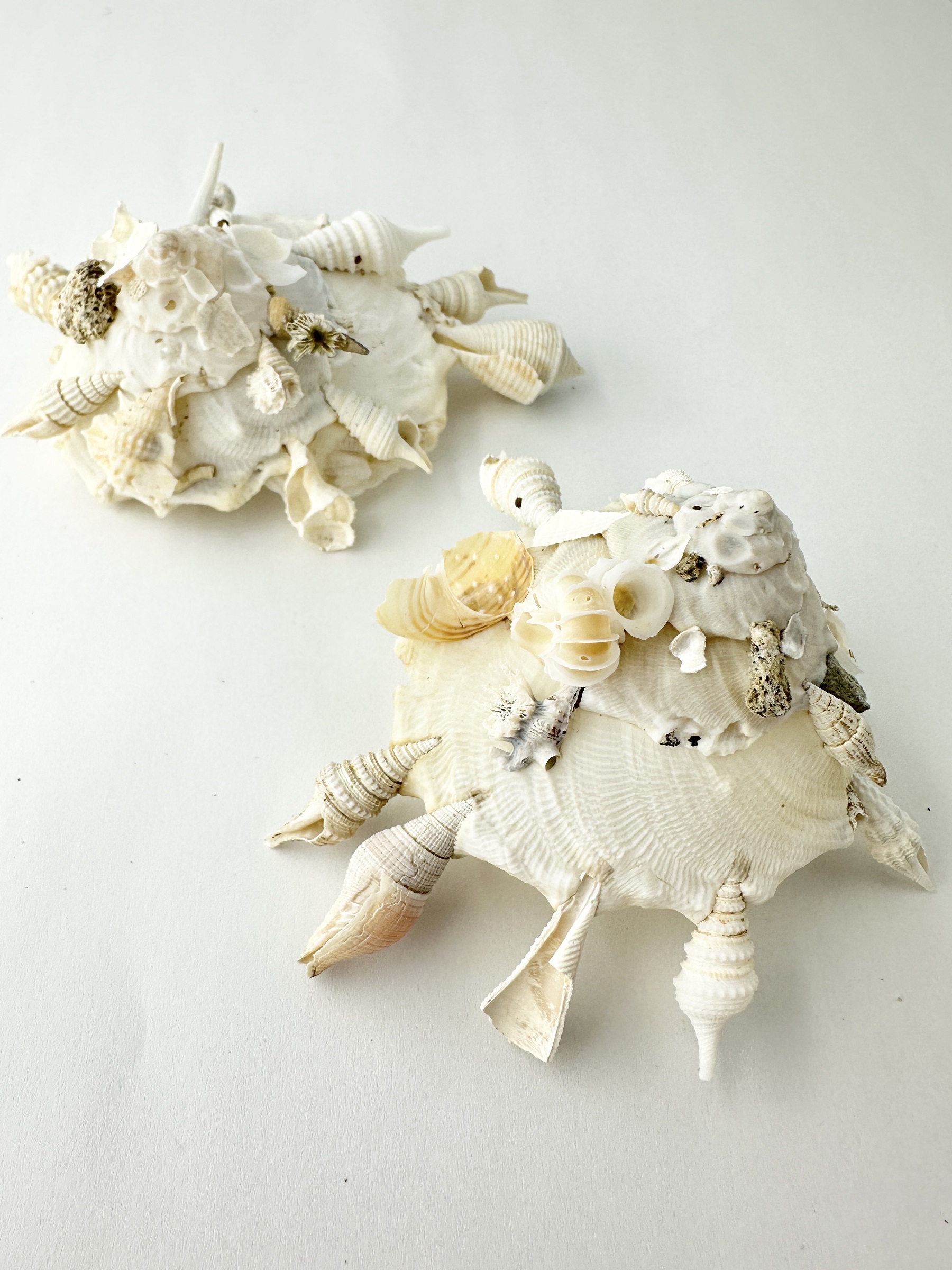 クマサカガイ【約8～10ｃｍ/1個入】  En:Pallid Carrier (Size:8-10cm, per 1pc) 貝殻