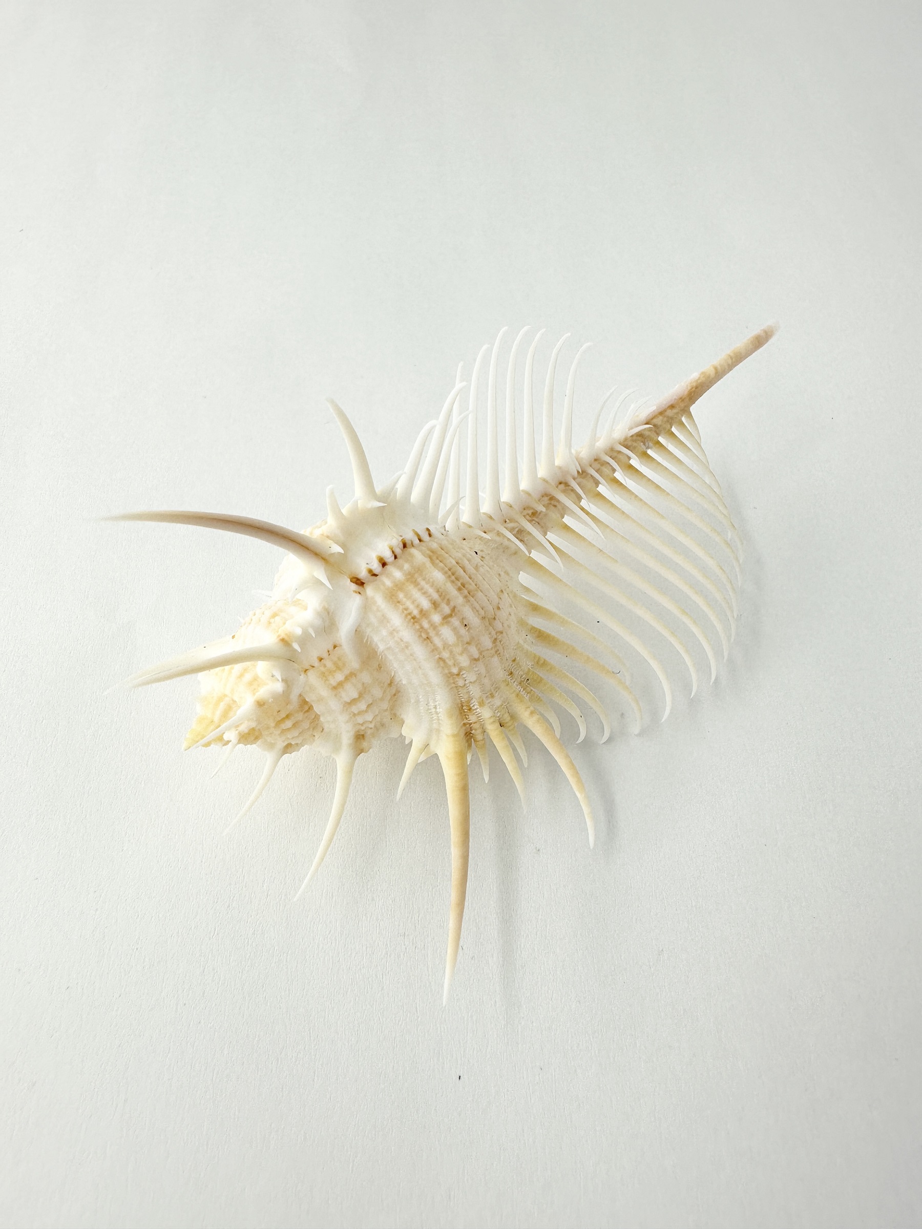 ホネガイ【8cm前後/1個】  En: Murex Pecten (size:approx.8cm, per 1pc)