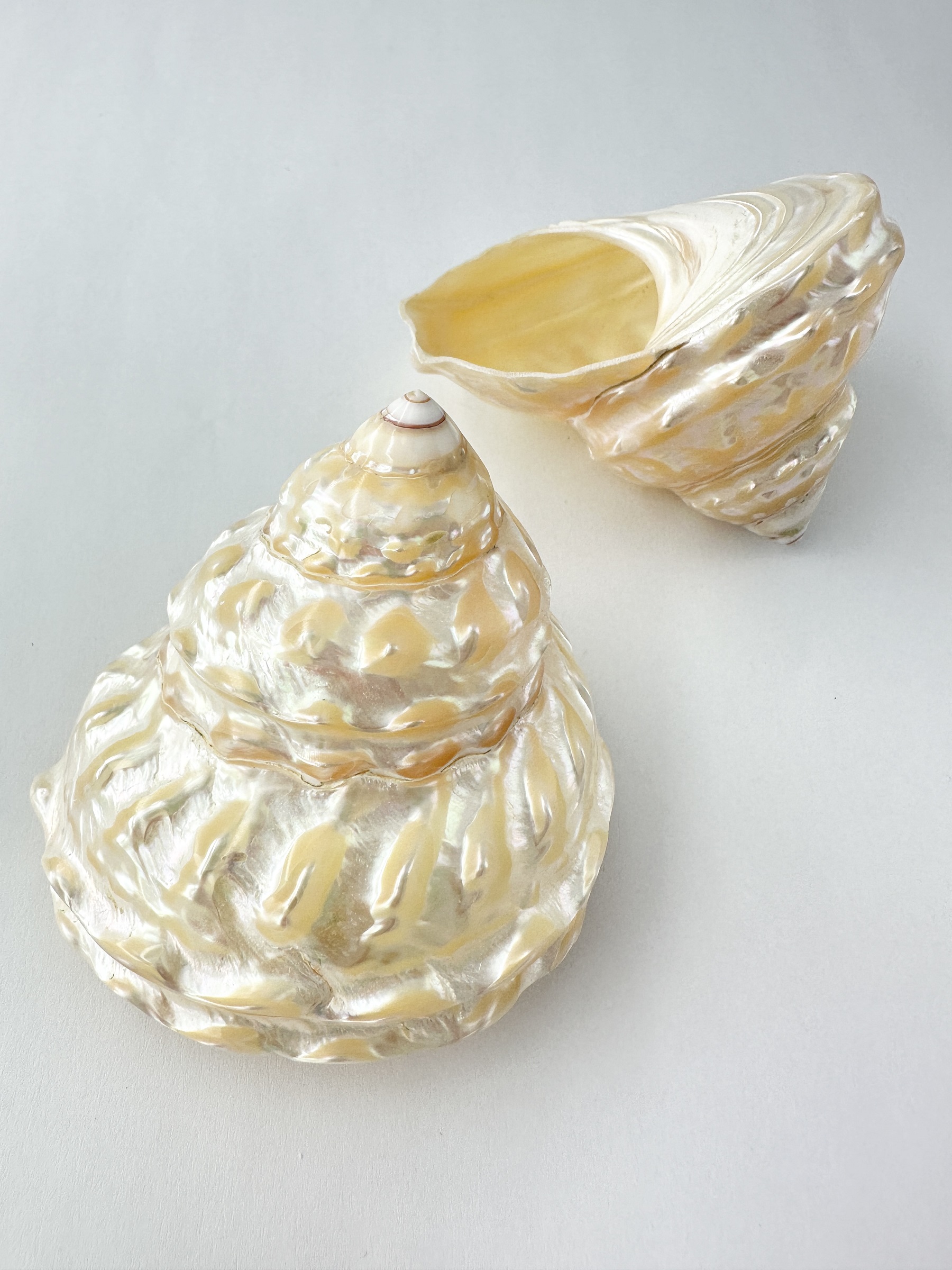 アストレアウンドーサ真珠磨き(ナミジワターバンガイ)【約7±0.5ｃｍ/1個】  En: Astraea undosa pearlized  (Size7±0.5cm, per 1pc) 貝殻