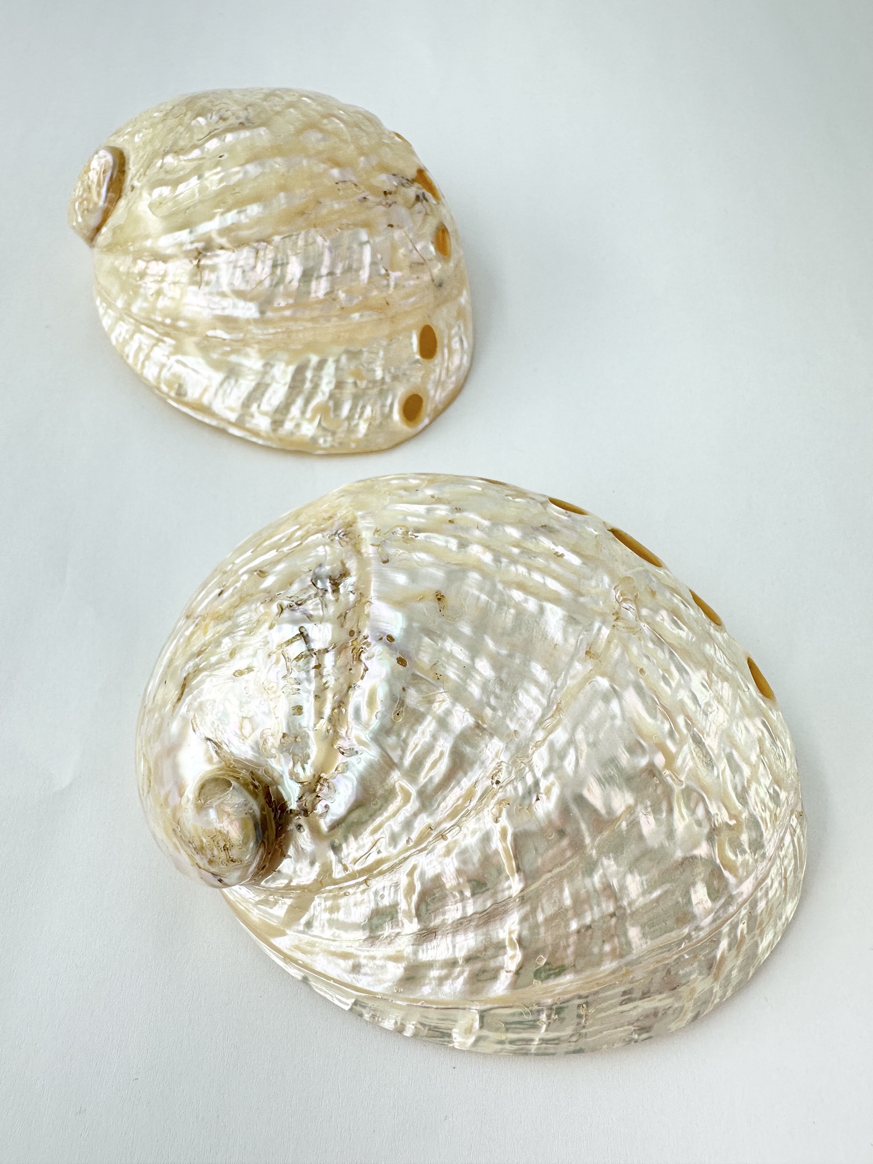 ハリオティス　ペリザト大　真珠磨き【約10～11ｃｍ/1個】En:Haliotis assimilis pearlised (Size:10-11cm, per 1pc) 貝殻