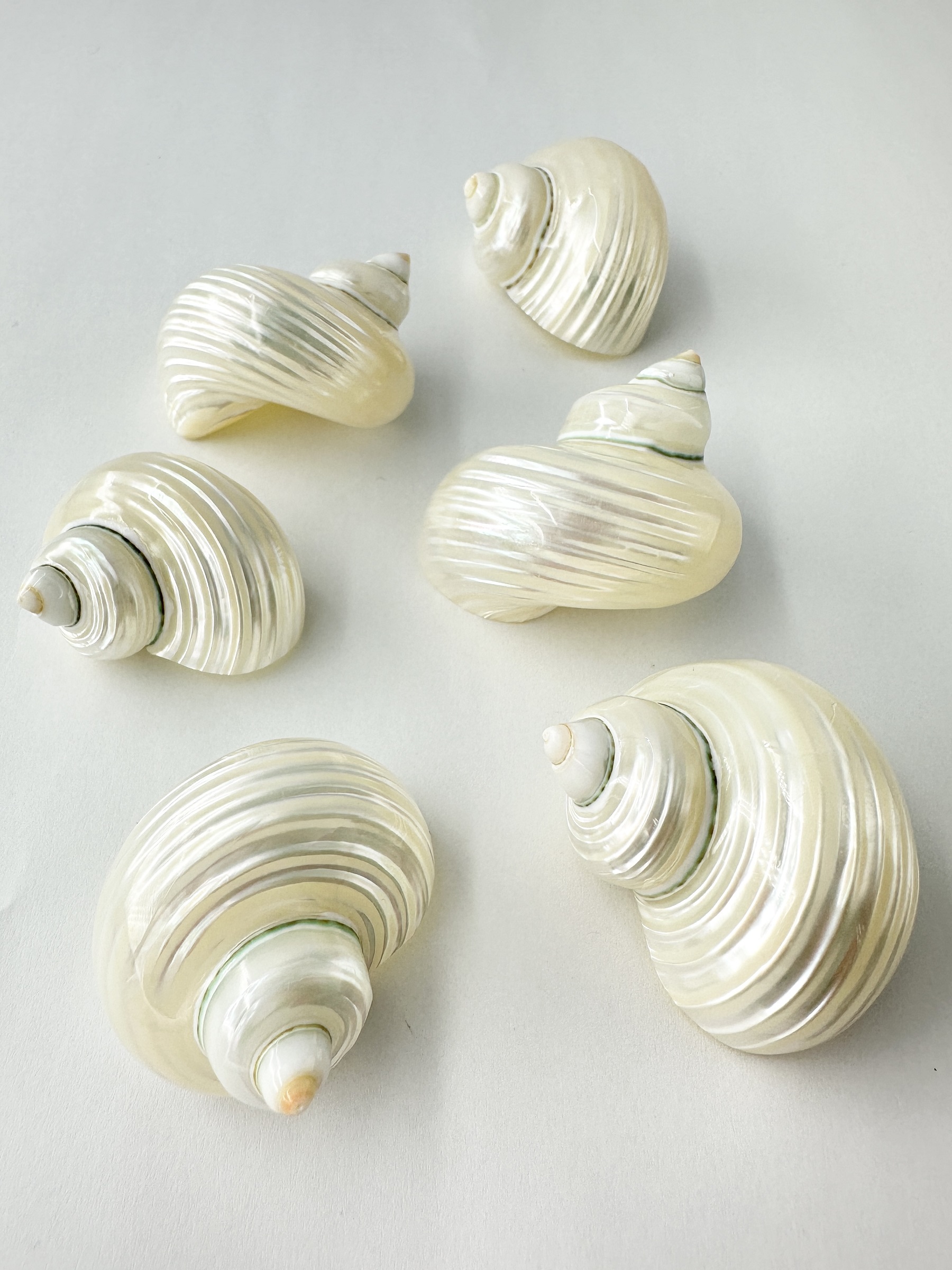 マルサザエ真珠磨き【約4～5cm/10個入】 En:Turbo setosus pealized (size:4-5cm, per 10pcs) 貝殻